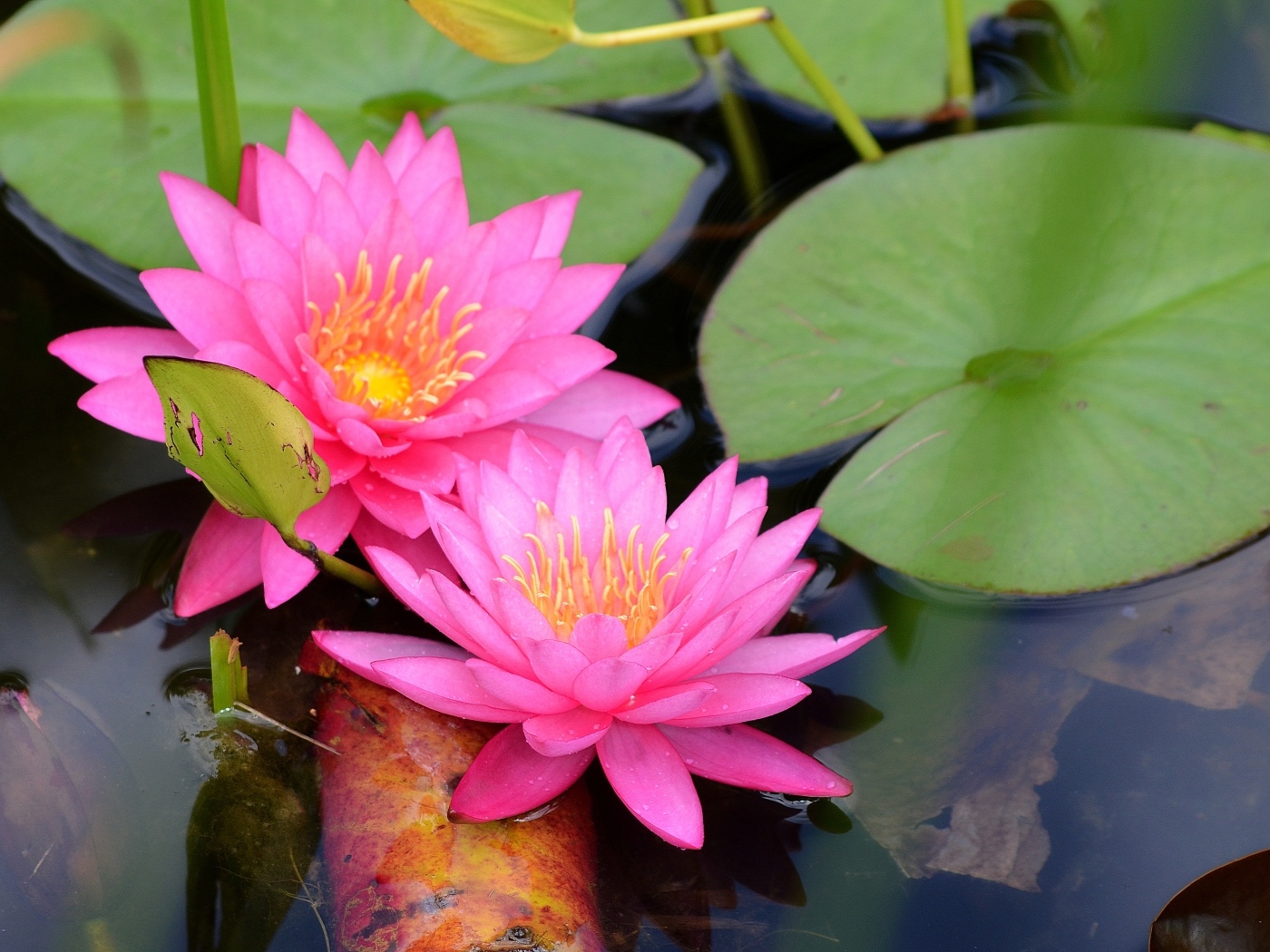 Два розовых цветка водяной лилии с зелеными листьями
