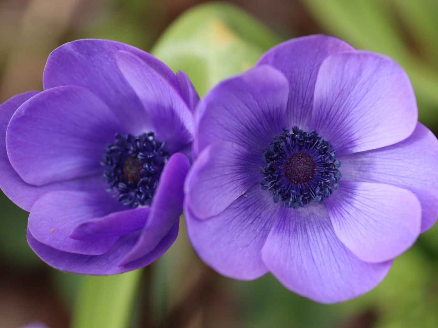 Два фиолетовых цветка анемона