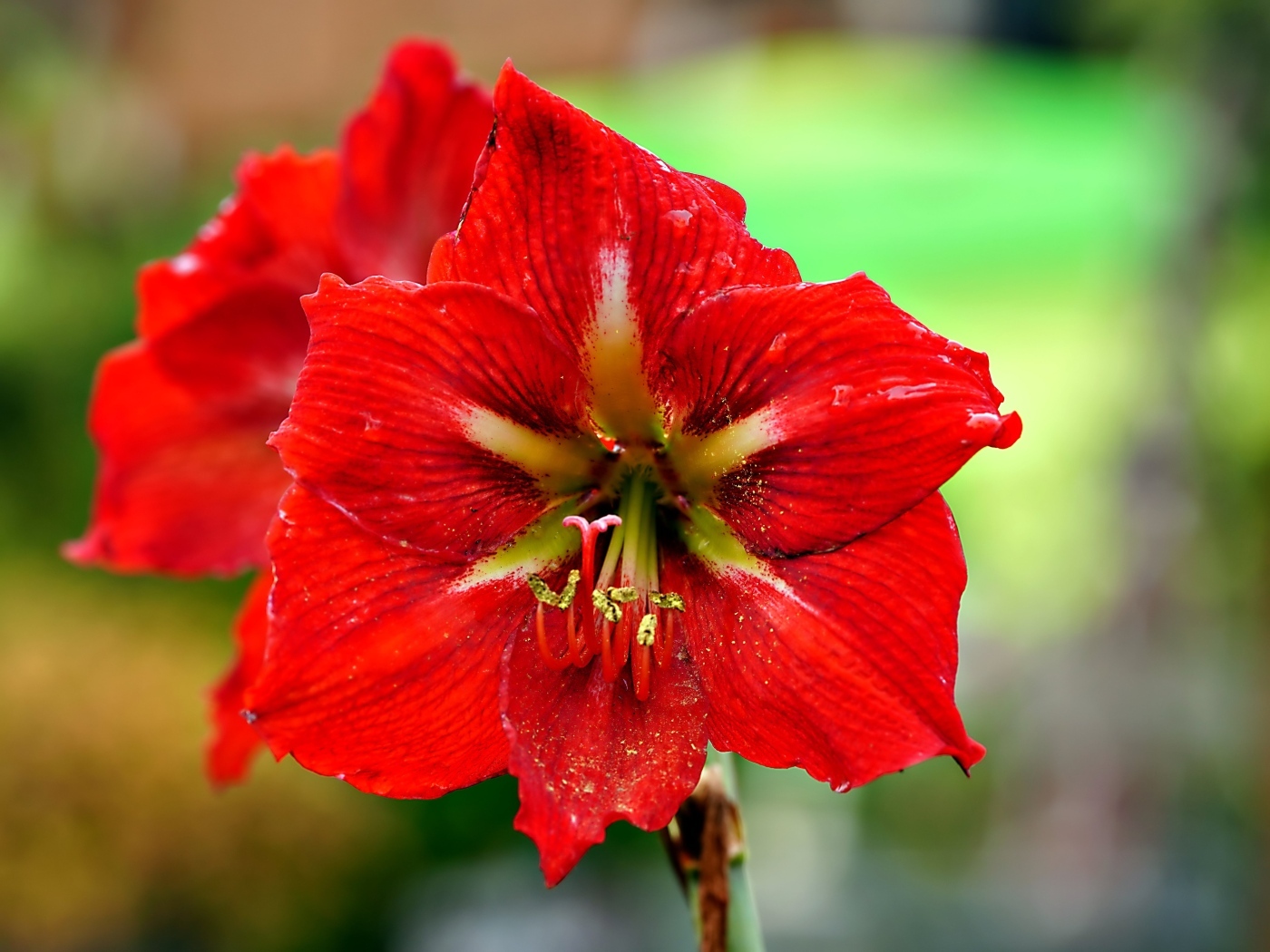 Два красных комнатных цветка амариллиса