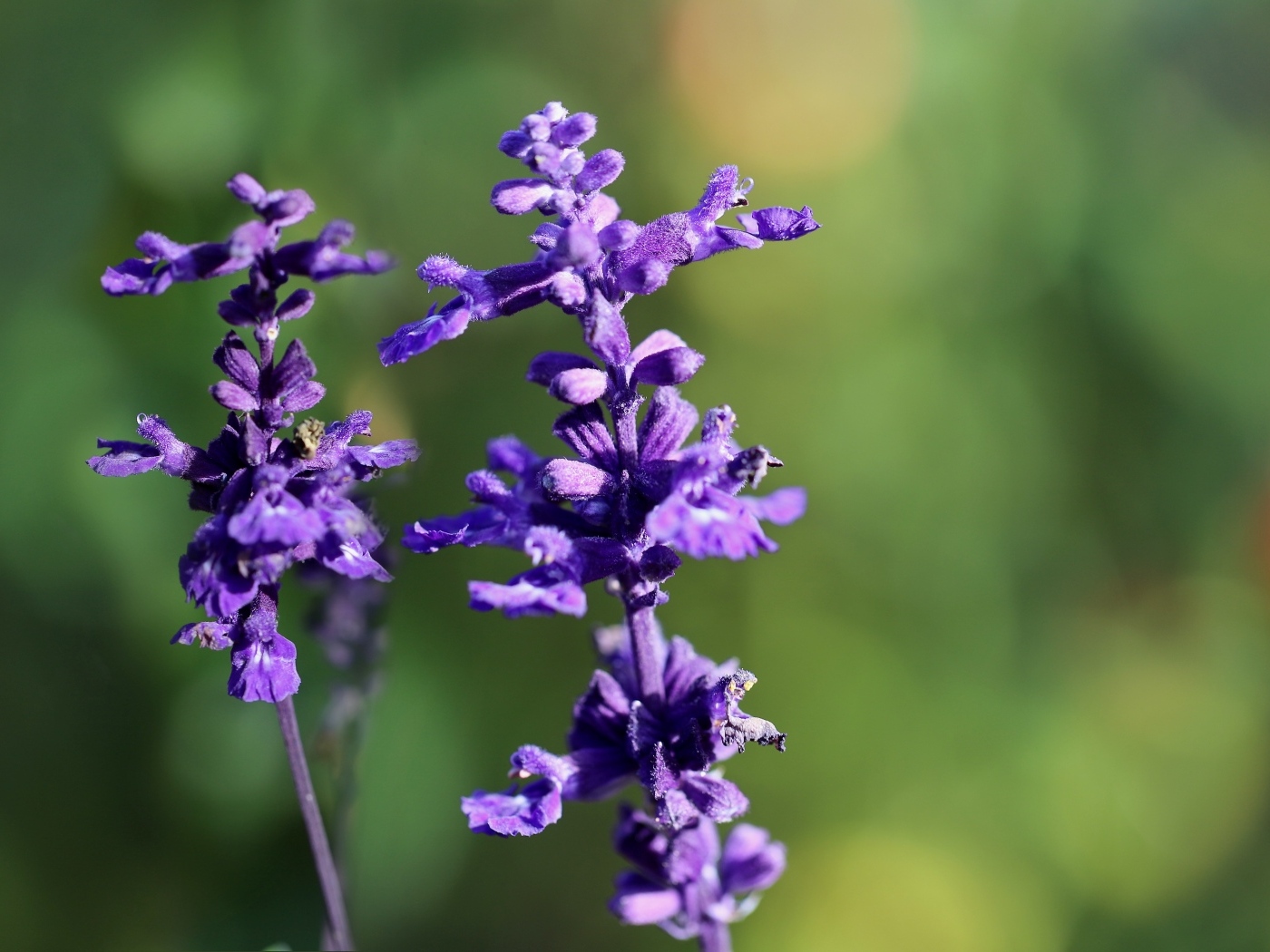 Два цветка шалфея крупным планом