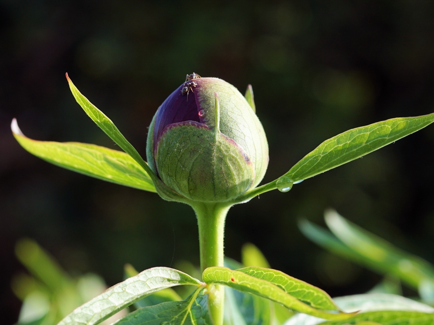 Нераспустившийся бутон пиона крупным планом