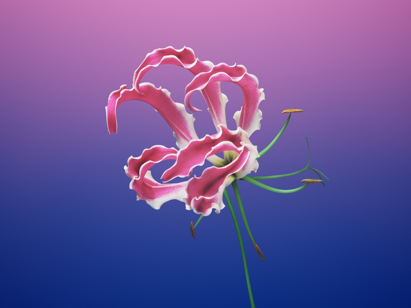 Необычная розовая лилия на синем фоне