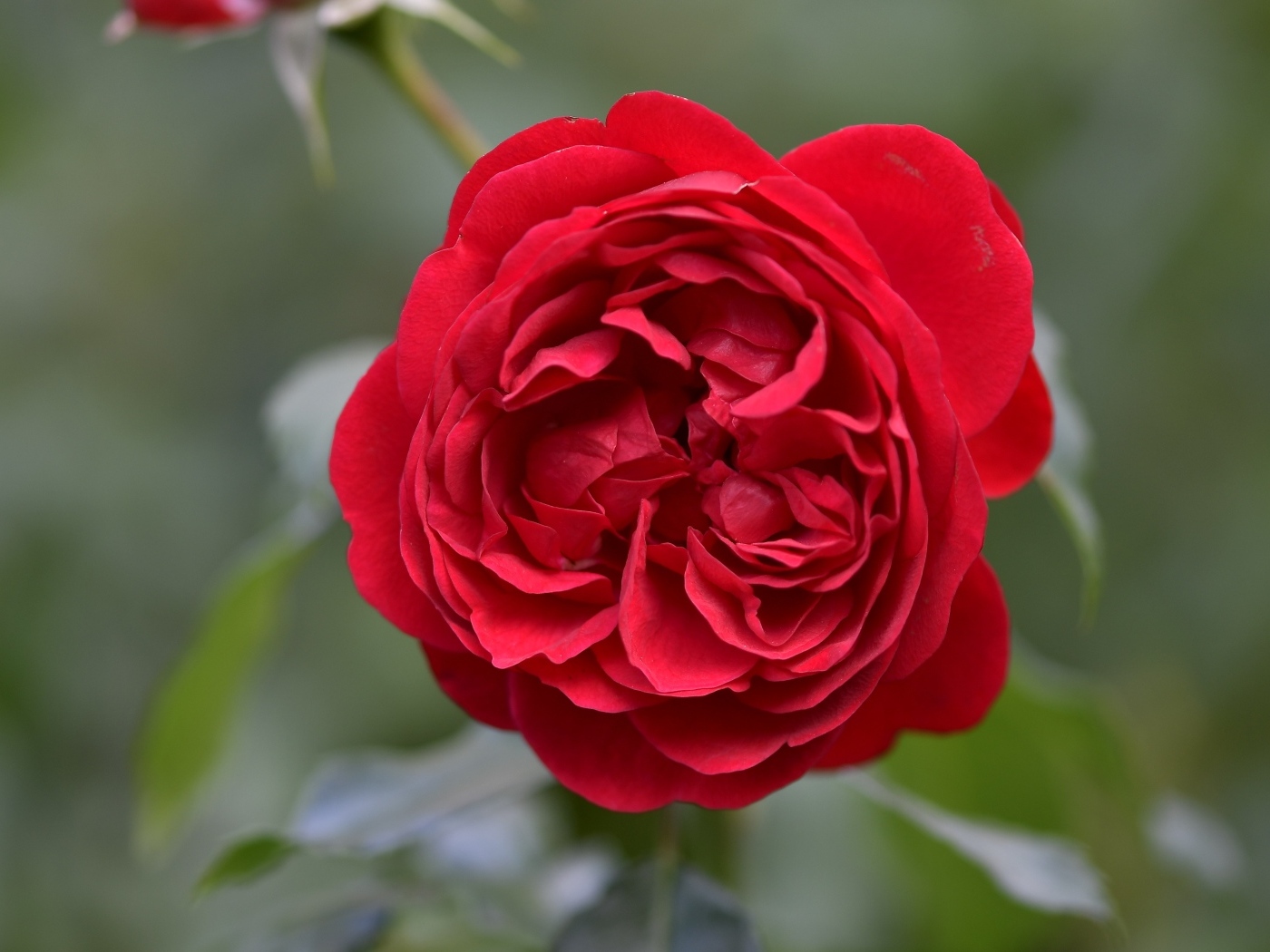 Вид на пышную красную розу