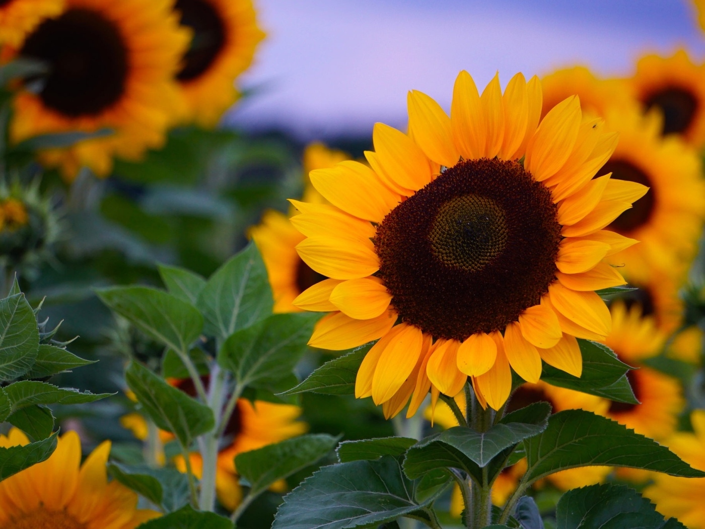 Теплые желтые подсолнухи на поле