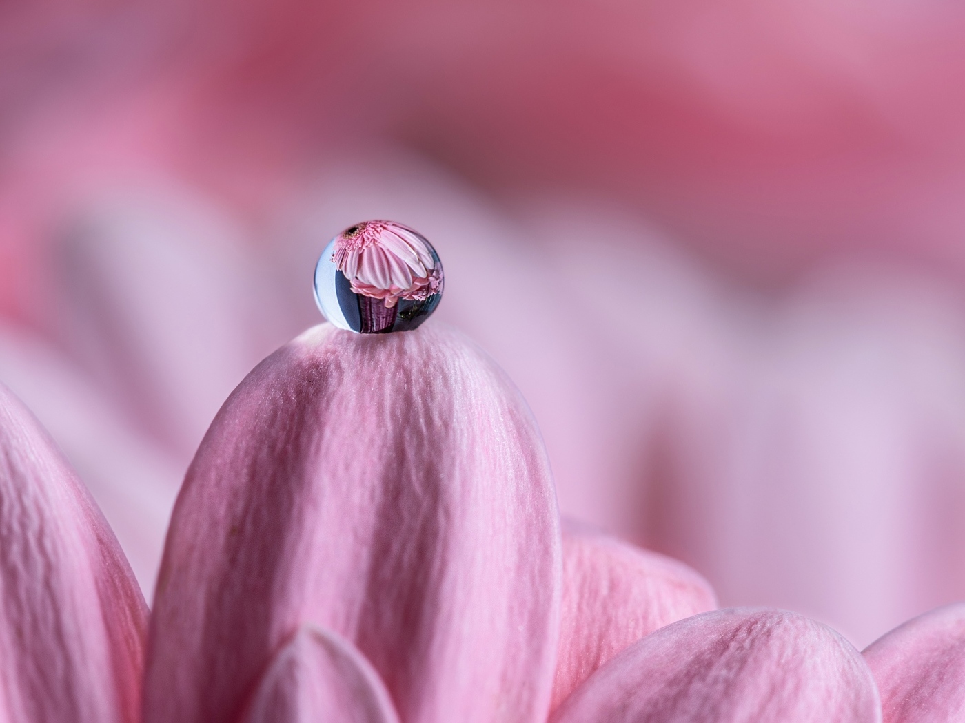 Капля воды на розовом лепестке