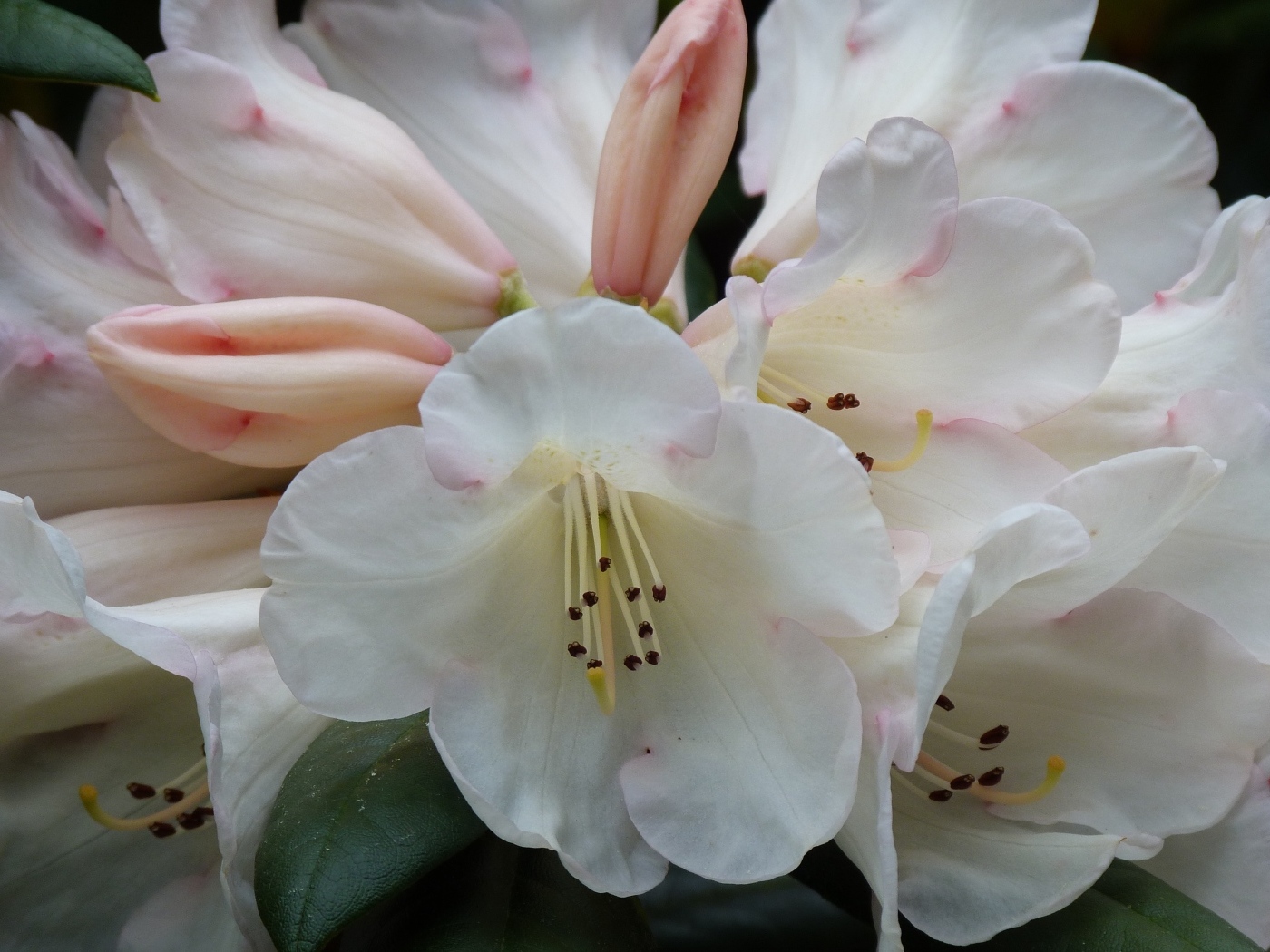 Белые цветы азалии крупным планом