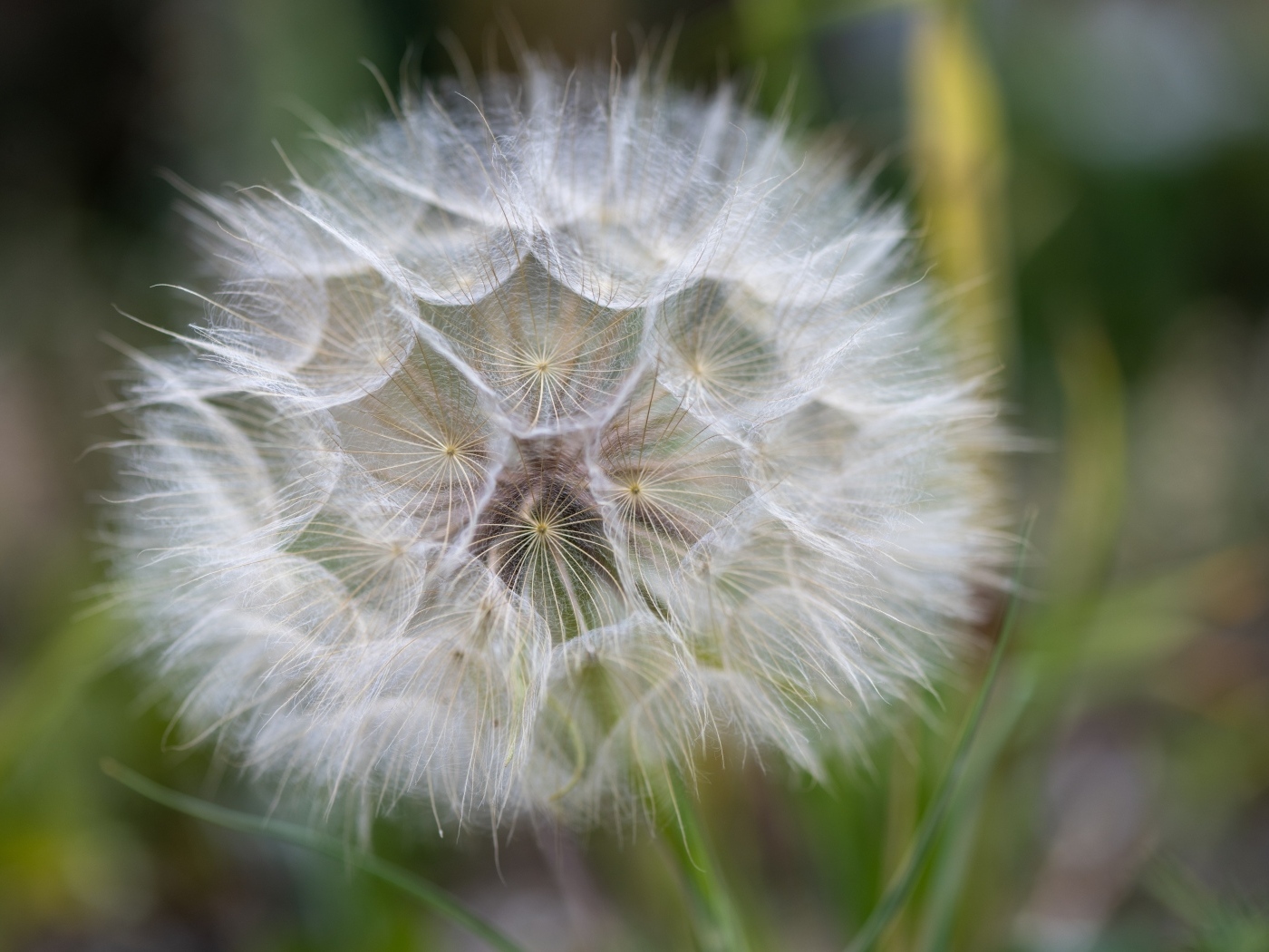 Белый красивый одуванчик крупным планом