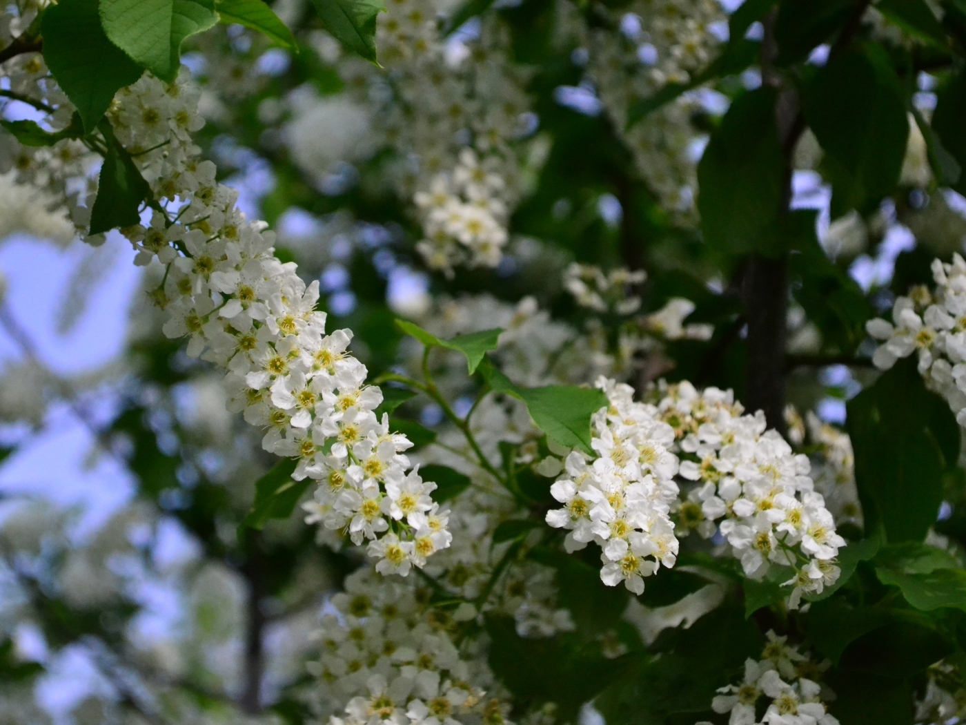 Белые цветы черемухи на ветках весной