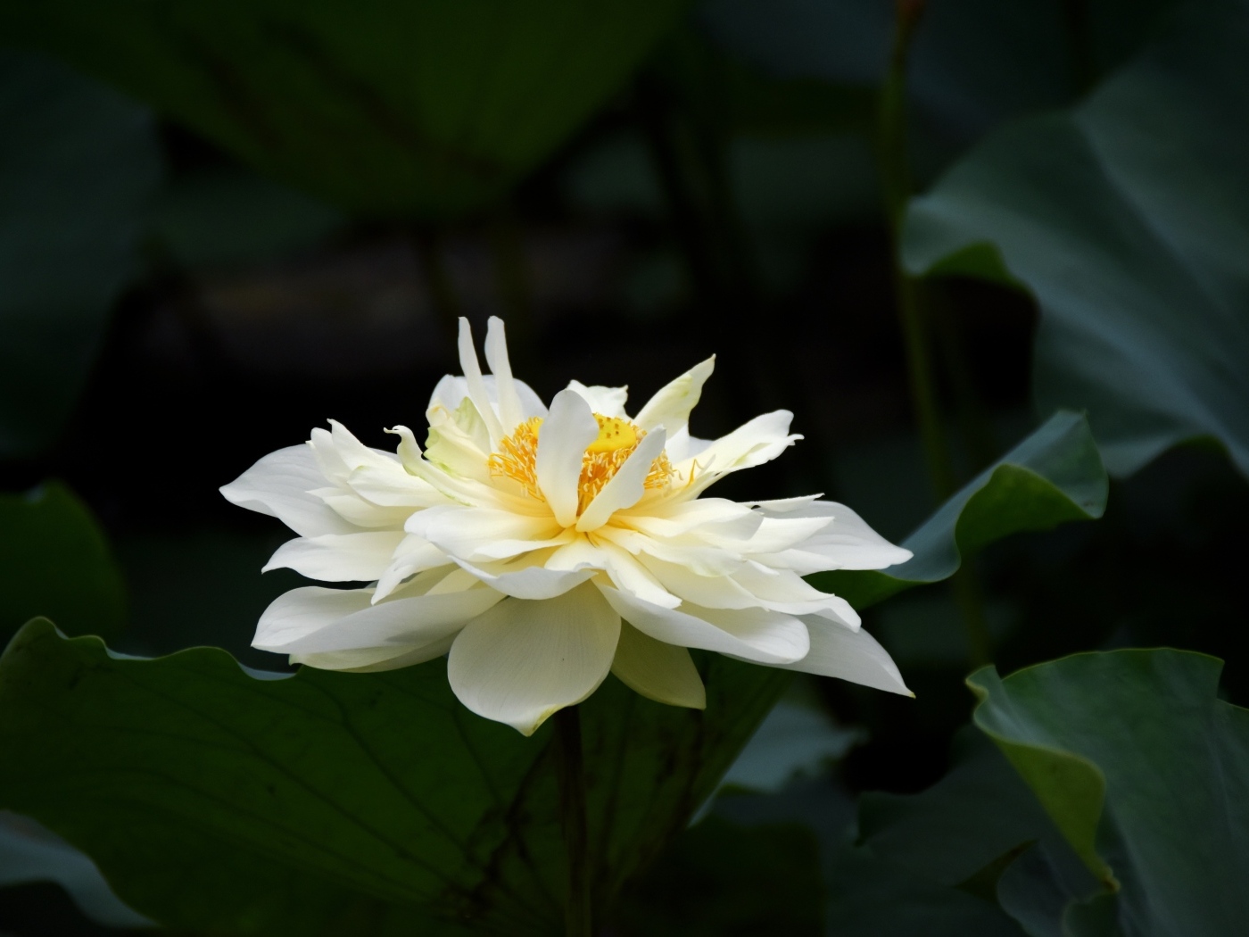 Белый распустившийся цветок лотоса с зелеными листьями