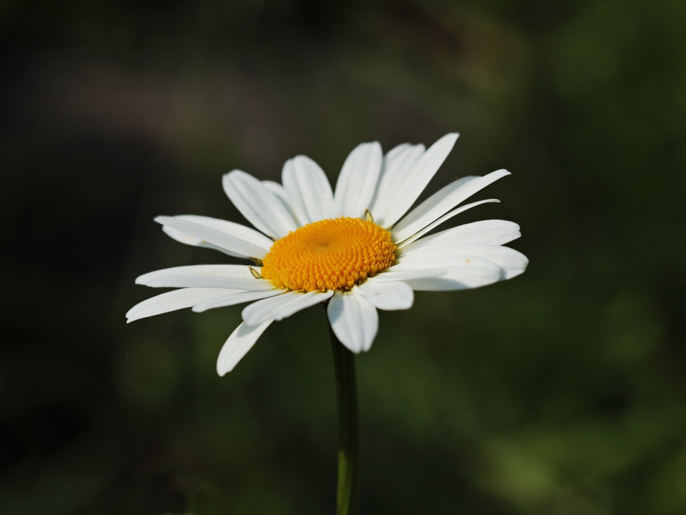 Белый цветок ромашки крупным планом