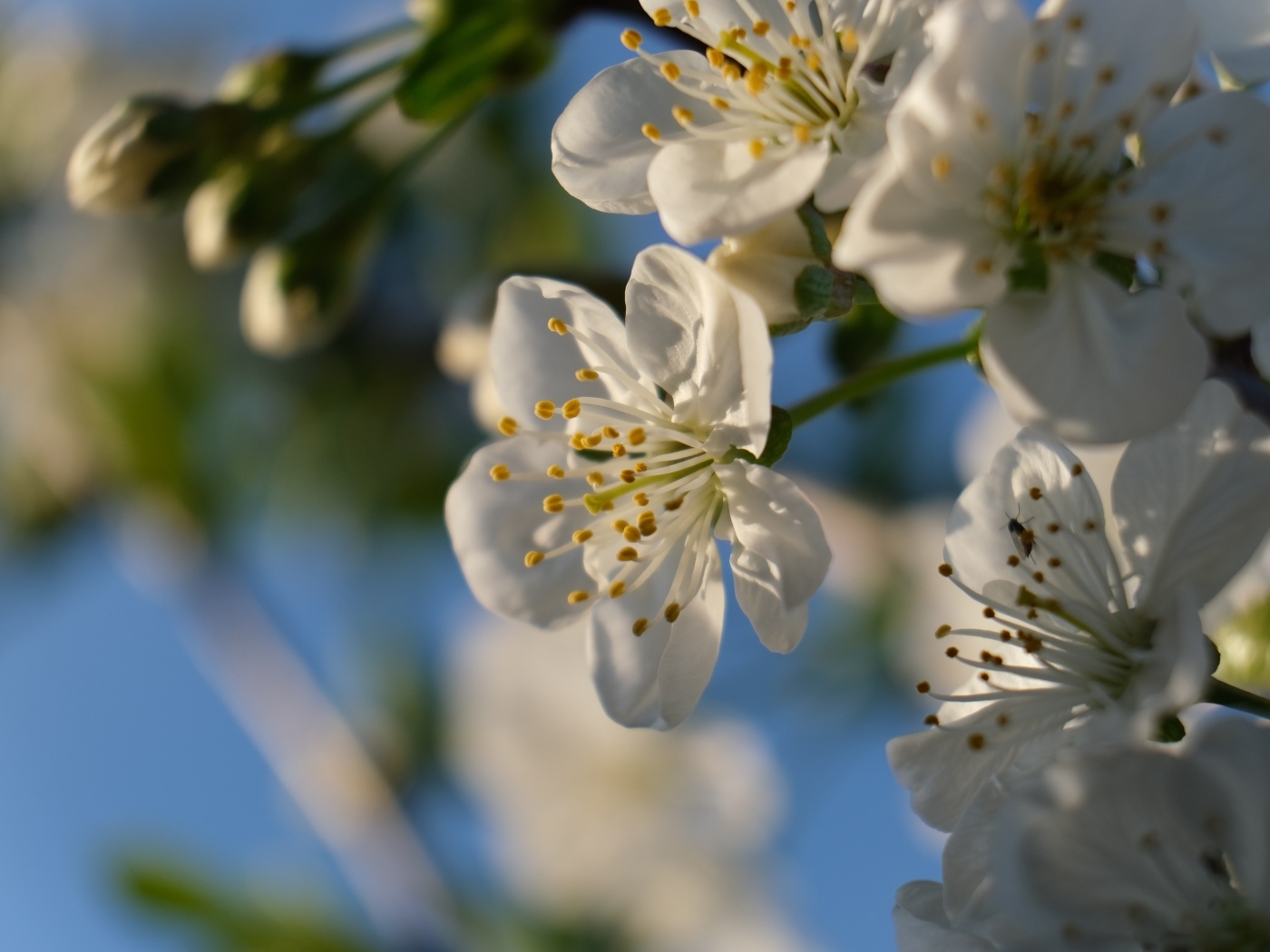 Белые цветы вишни распускаются на ветке весной