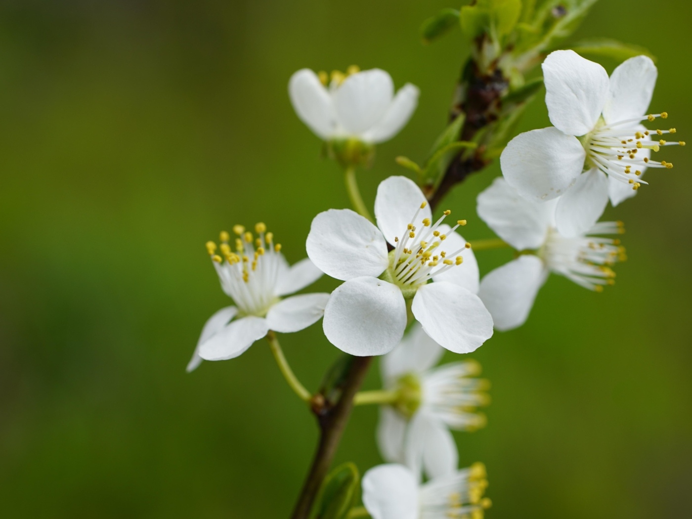 Белые цветы вишни на ветке на зеленом фоне