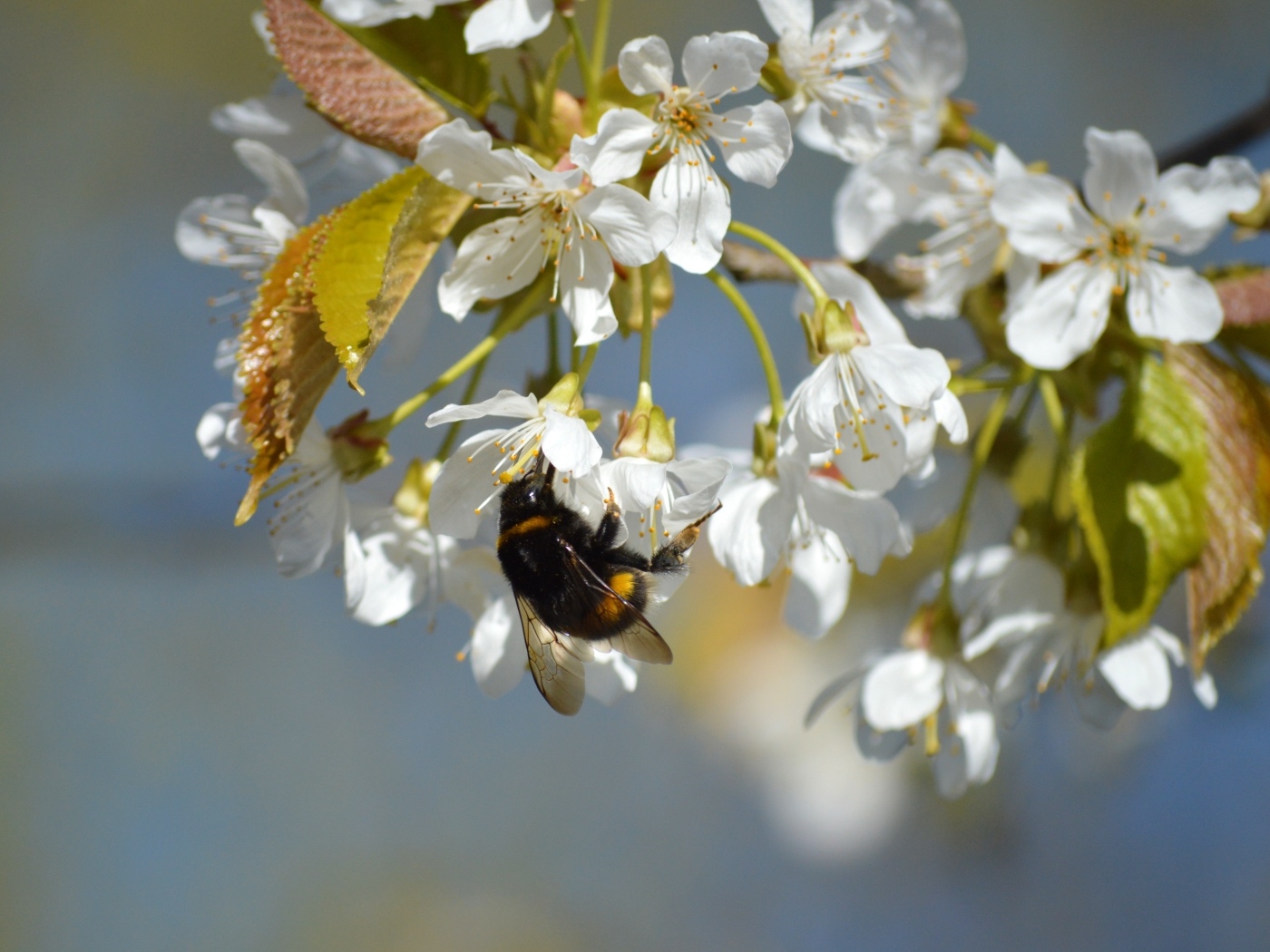Белые цветы черешни со шмелем крупным планом
