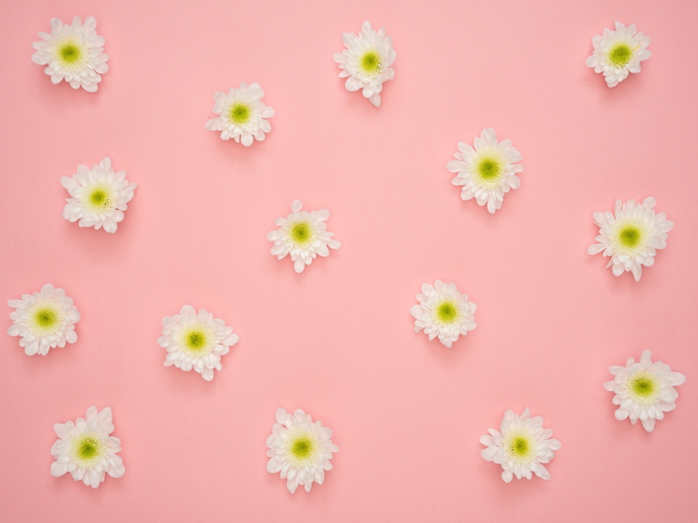 Белые цветы хризантемы на розовом фоне