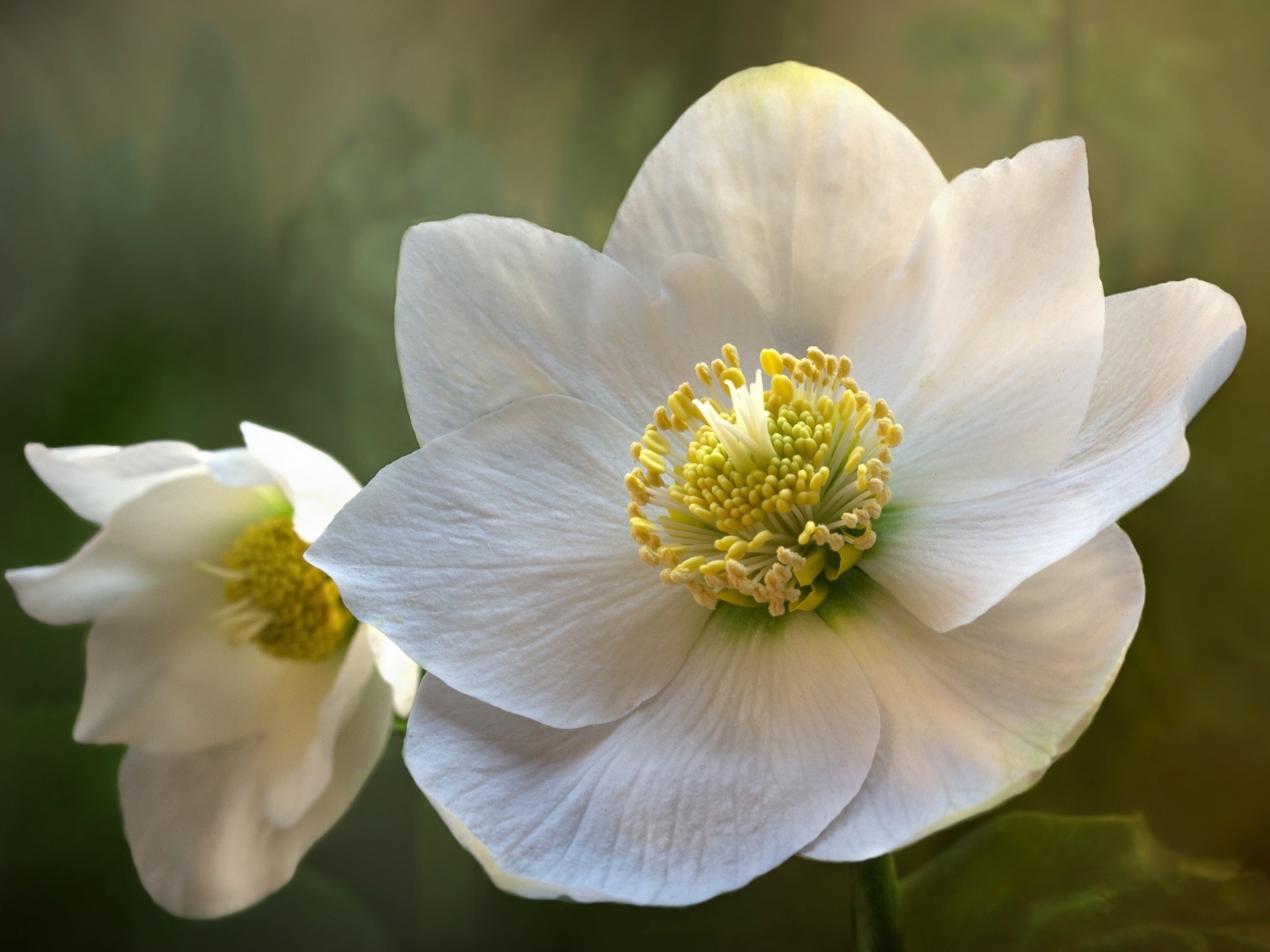 Белые нежные цветы морозника крупным планом 