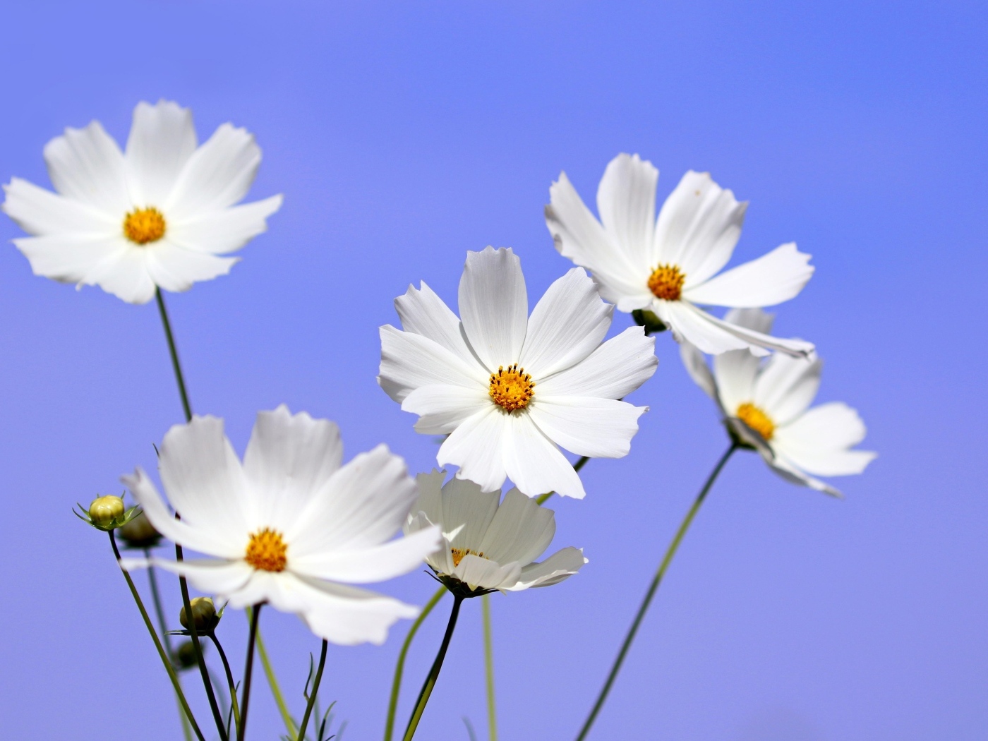 Белые цветы космея на фоне голубого неба