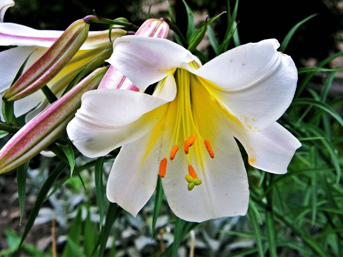 Белые крупные цветы садовой лилии с бутонами