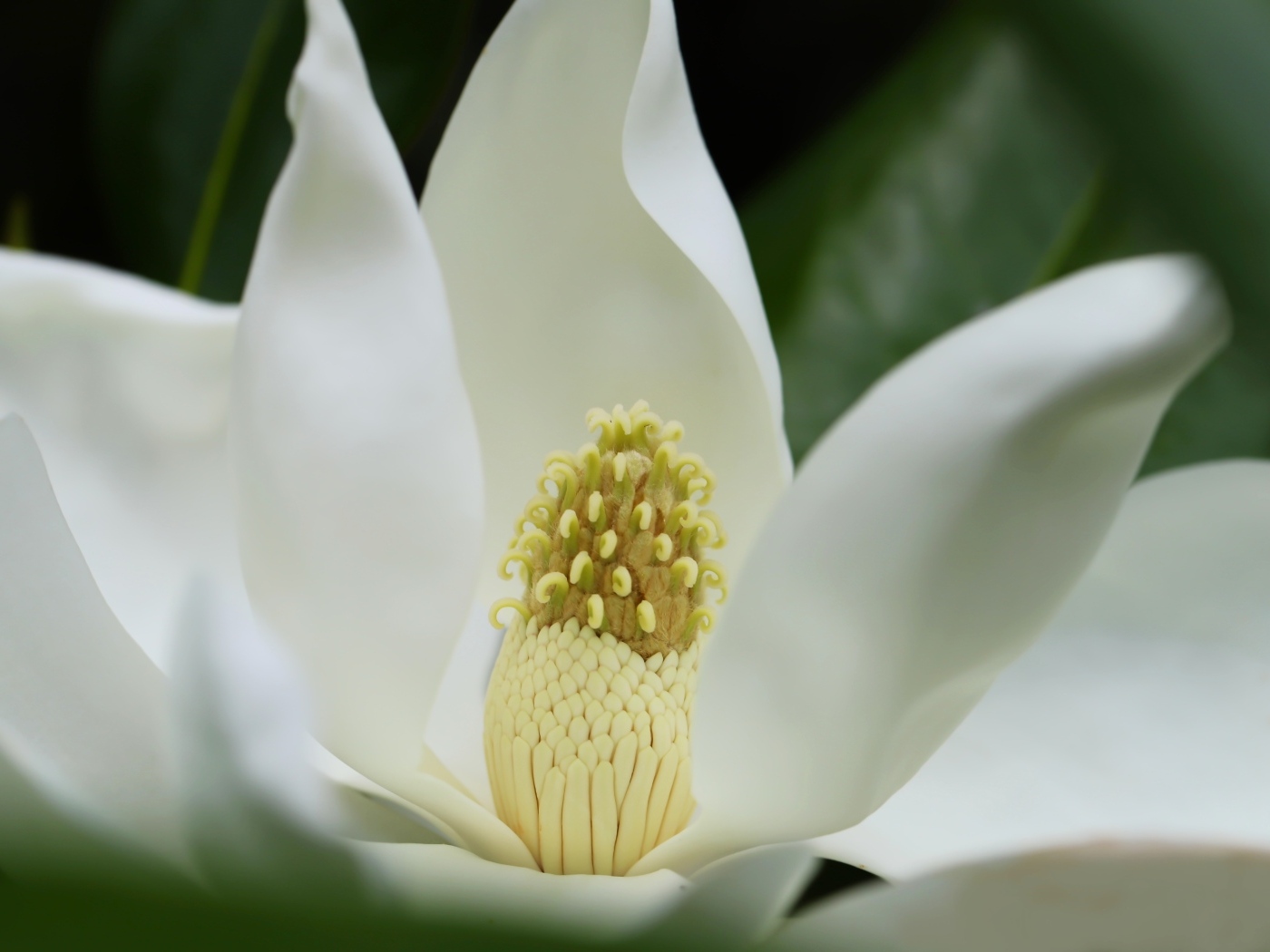Белый крупный цветок магнолии вблизи