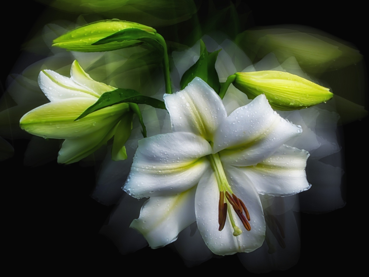 Белый цветок лилии с бутонами в каплях росы