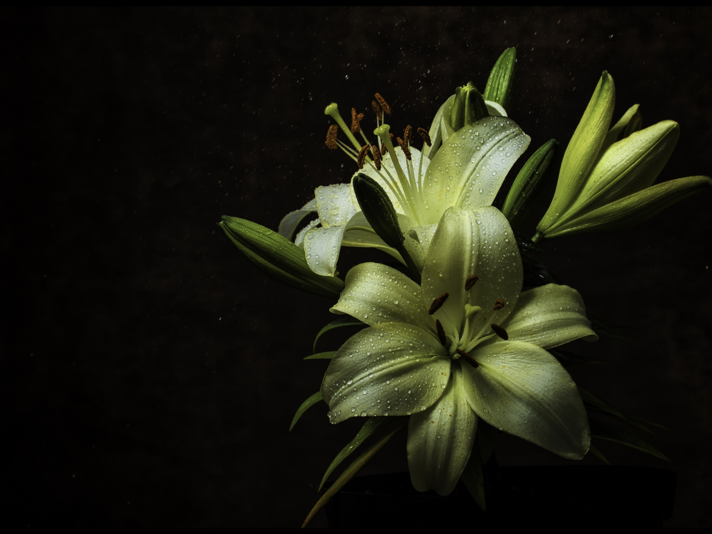 Белые цветы лилии в каплях росы на черном фоне