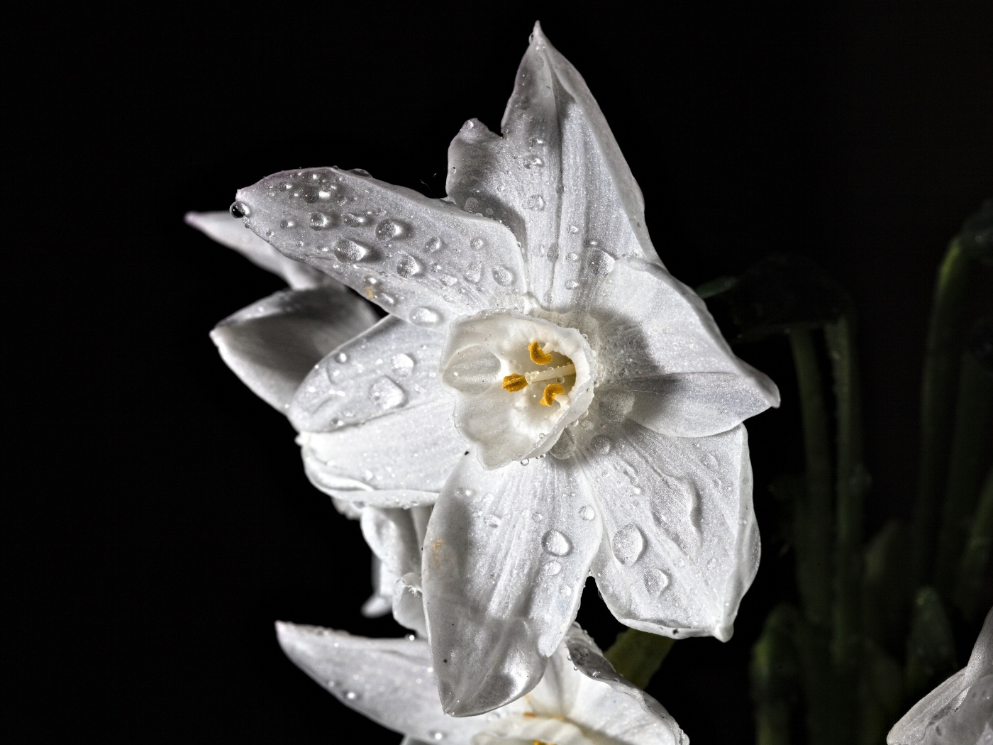 Белый цветок нарцисса в каплях росы