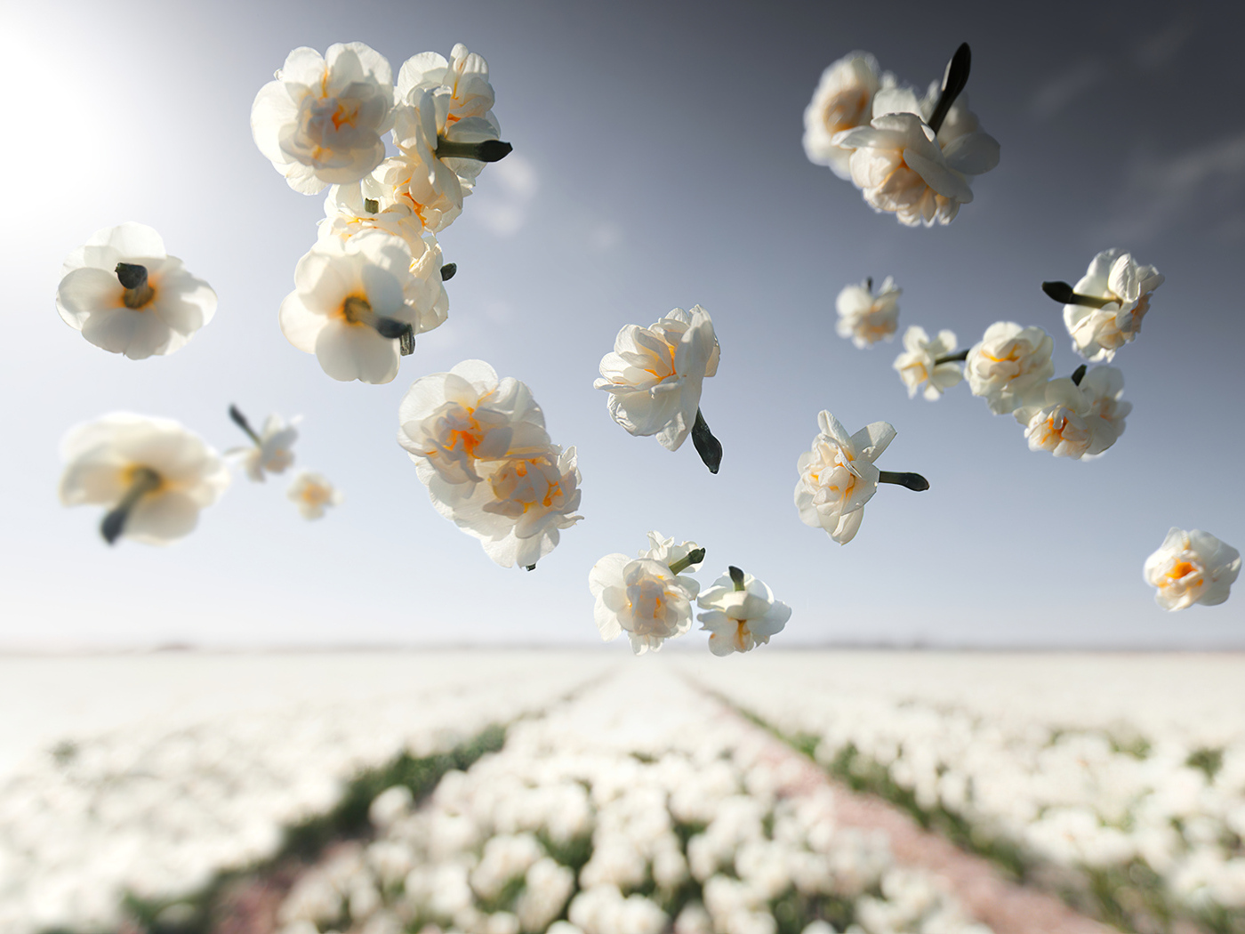 White narcissus flowers fly over the field