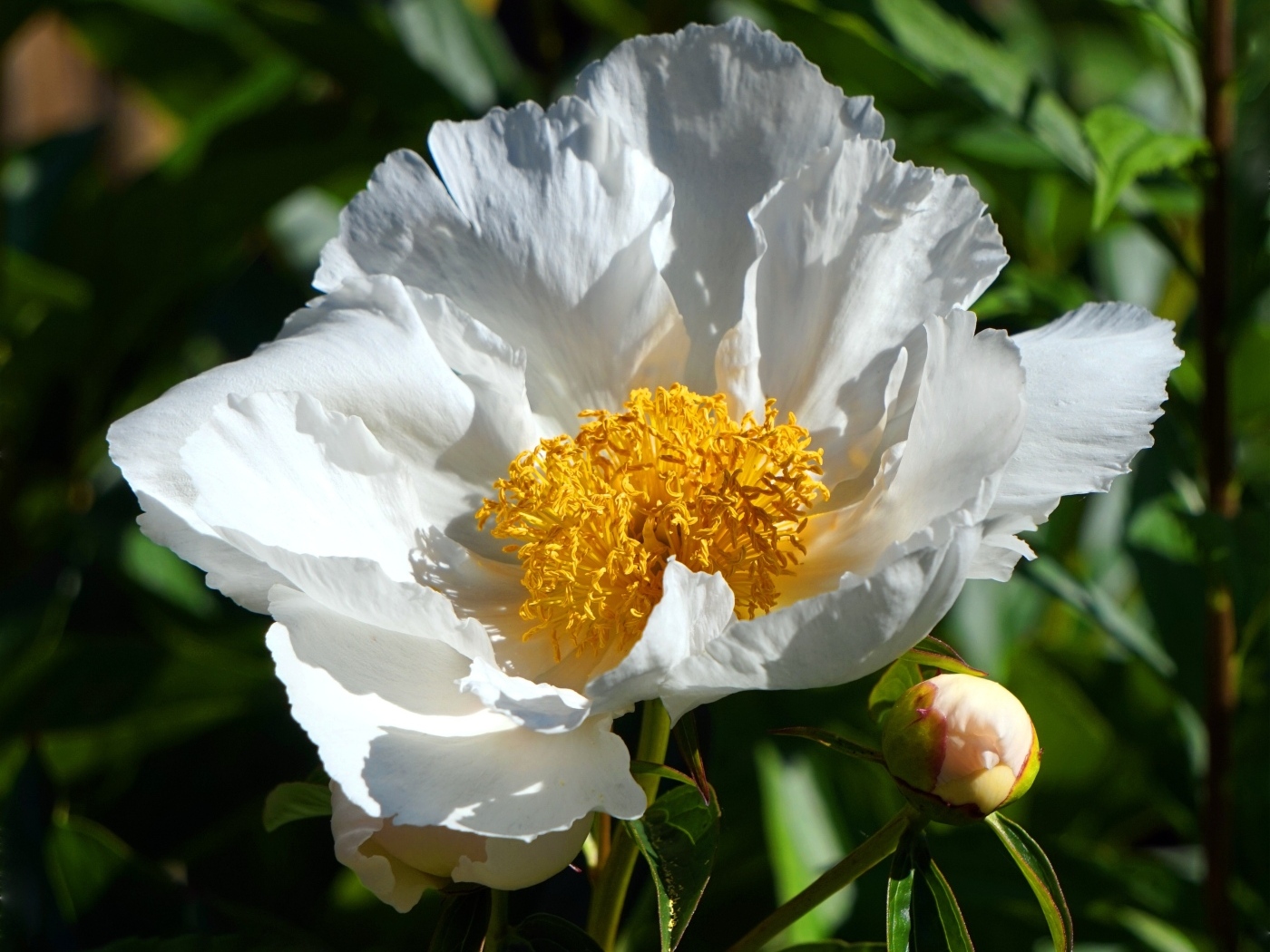 Белый пион с бутоном крупным планом