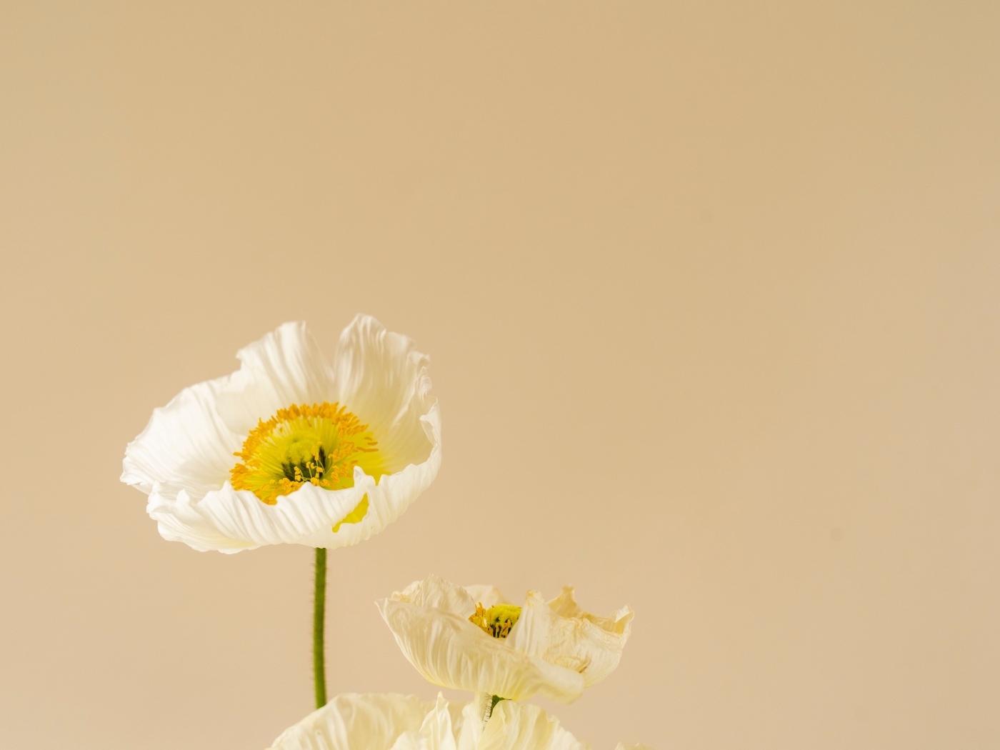 Белые цветы мака на бежевом фоне