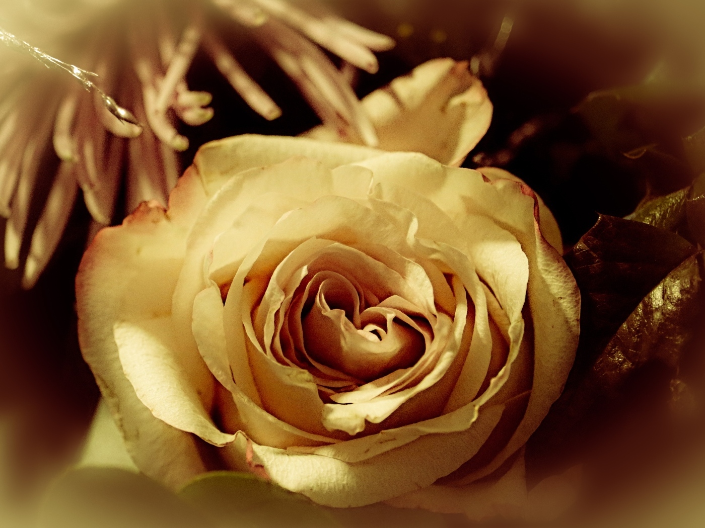 Белый цветок розы в букете вблизи