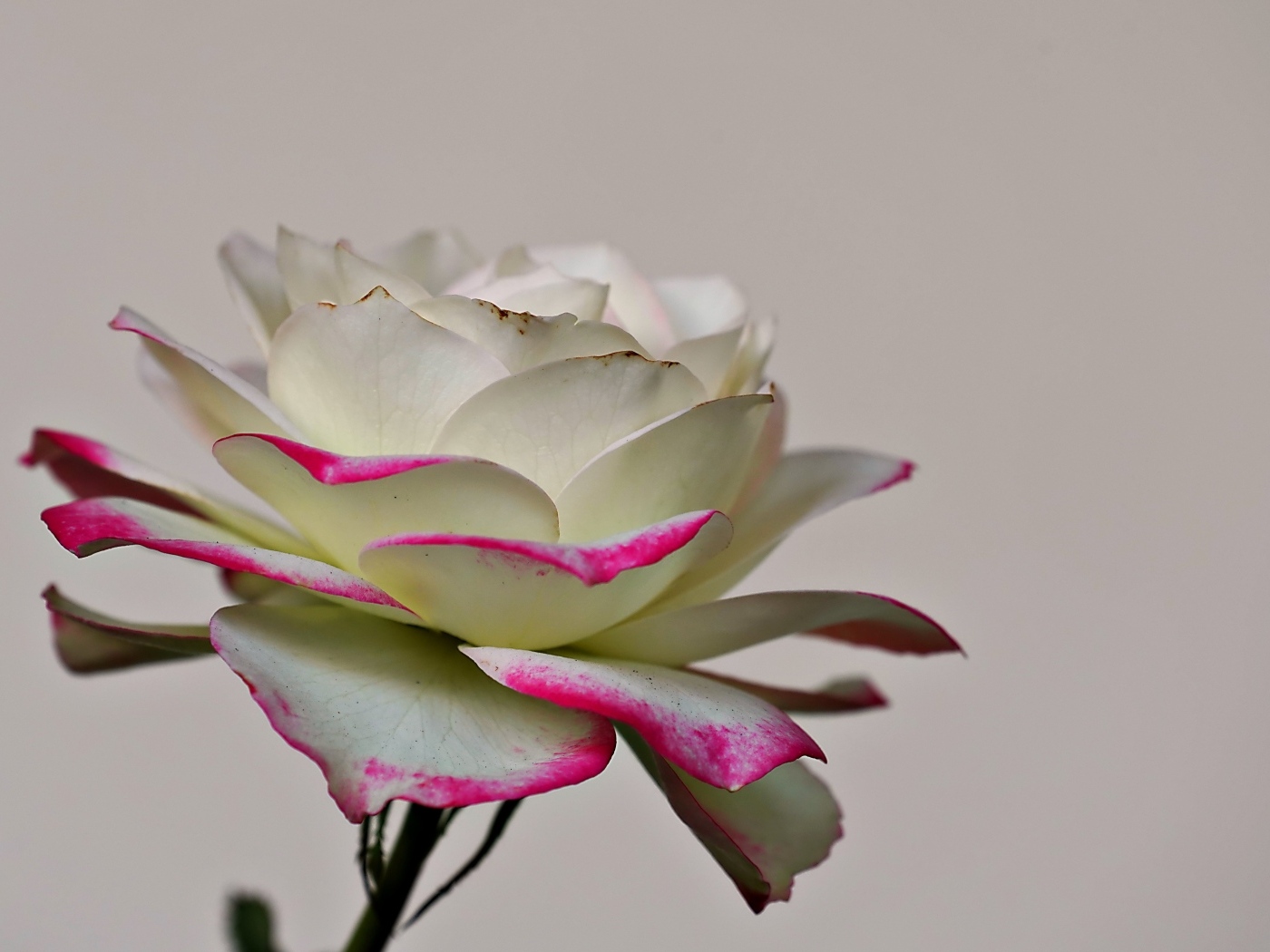 Белая роза с розовыми краями на лепестках 