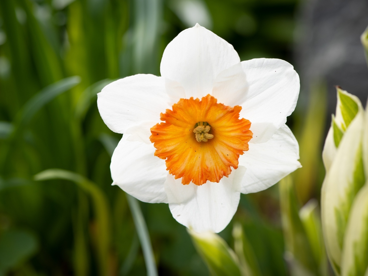 Белый весенний нарцисс крупным планом