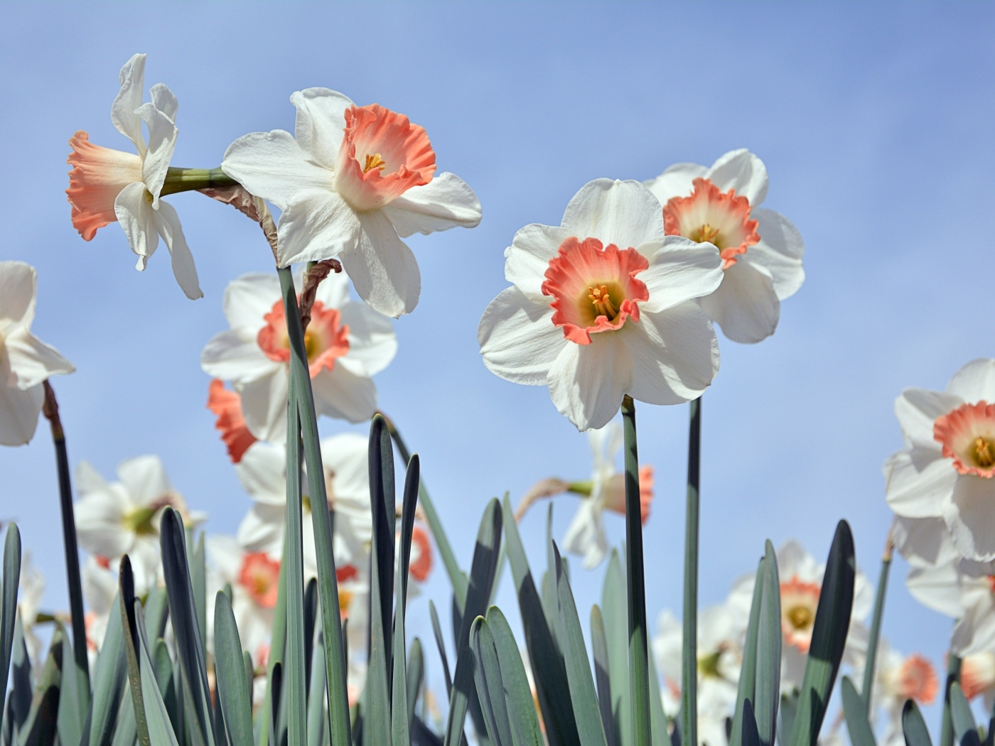 Белые весенние нарциссы на голубом фоне