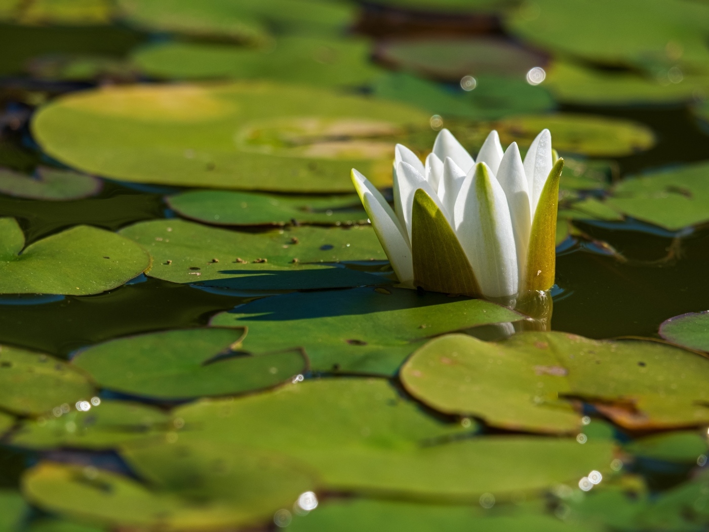 Белая водяная лилия распускается в пруду