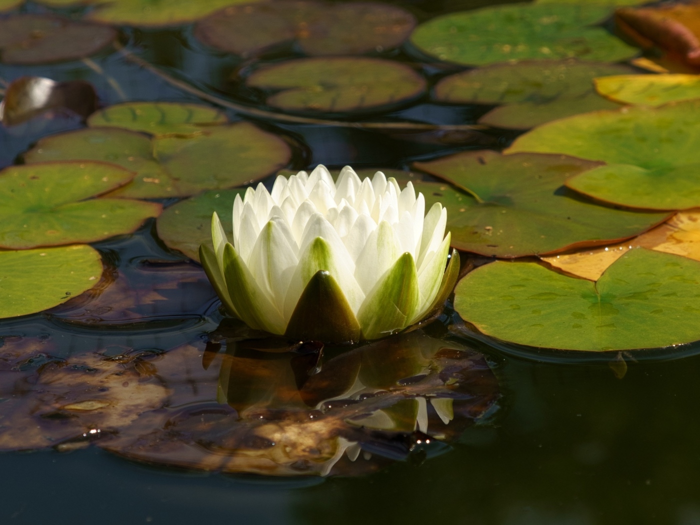 Белая водяная лилия плавает в зеленых листьях