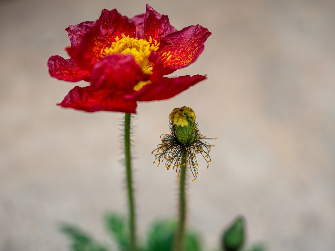 Увядшие лепестки красного мака