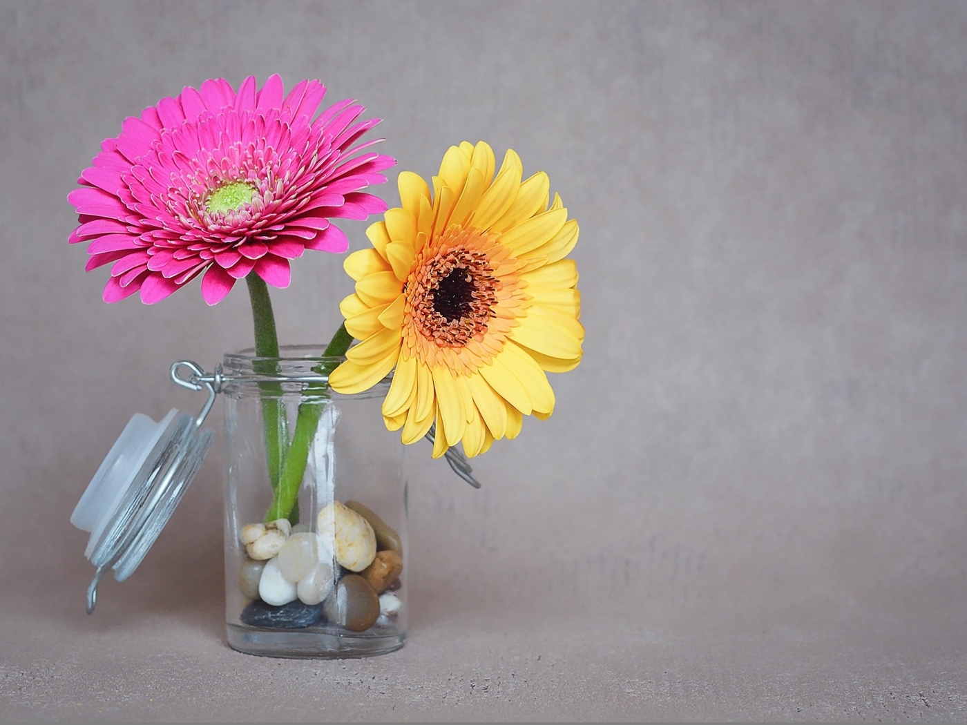 Желтый и розовый цветок герберы в банке