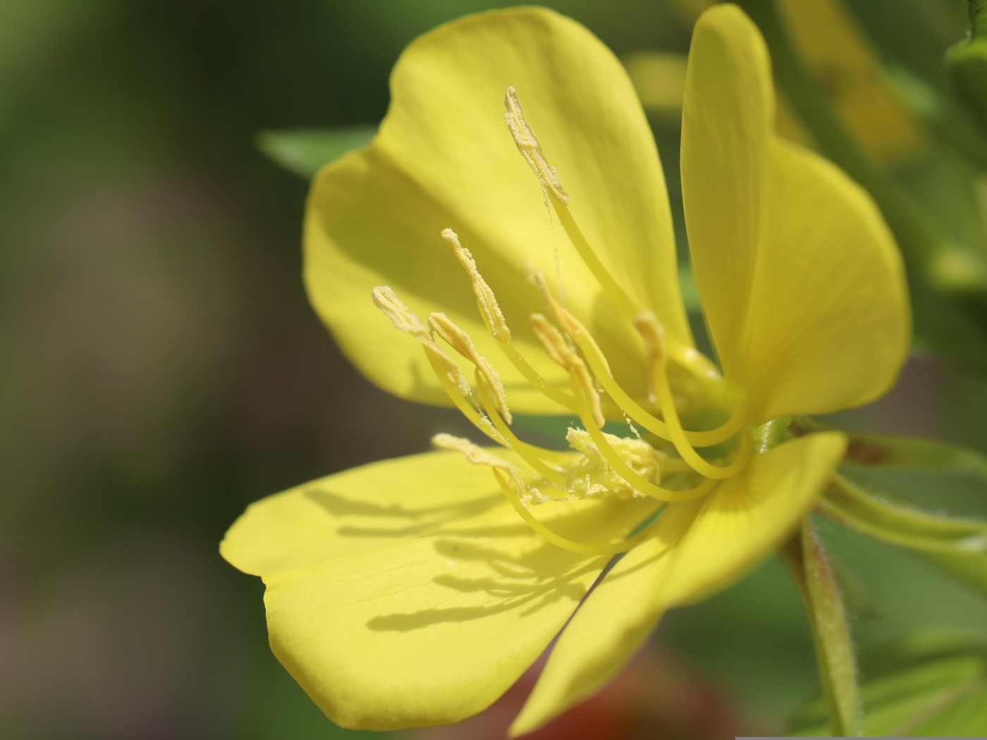 Желтый красивый цветок энотера