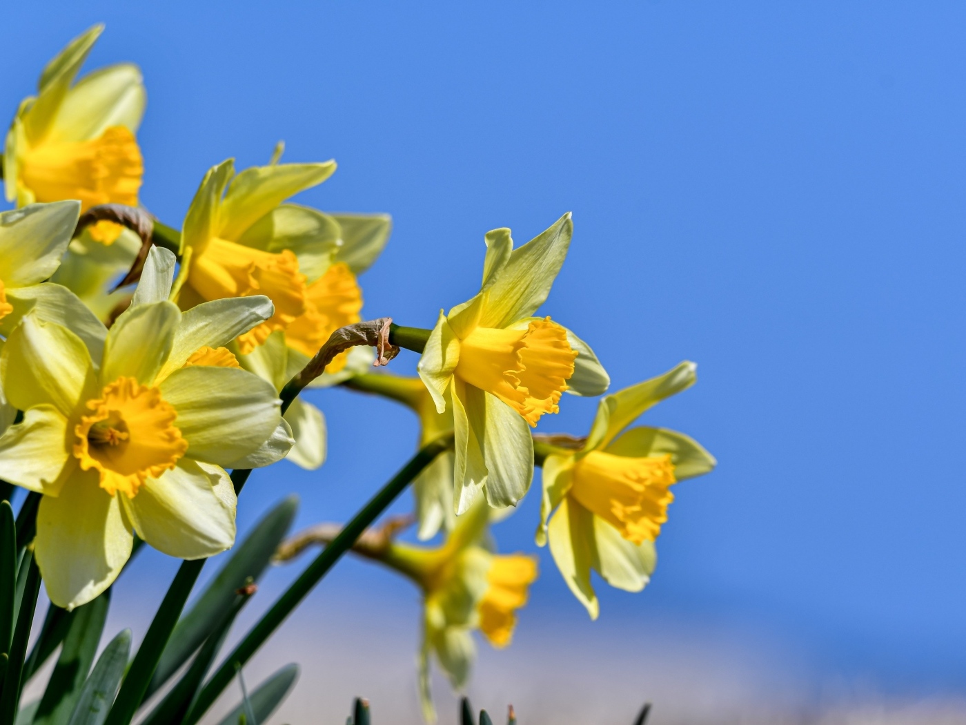 Желтые нарциссы на фоне голубого неба весной