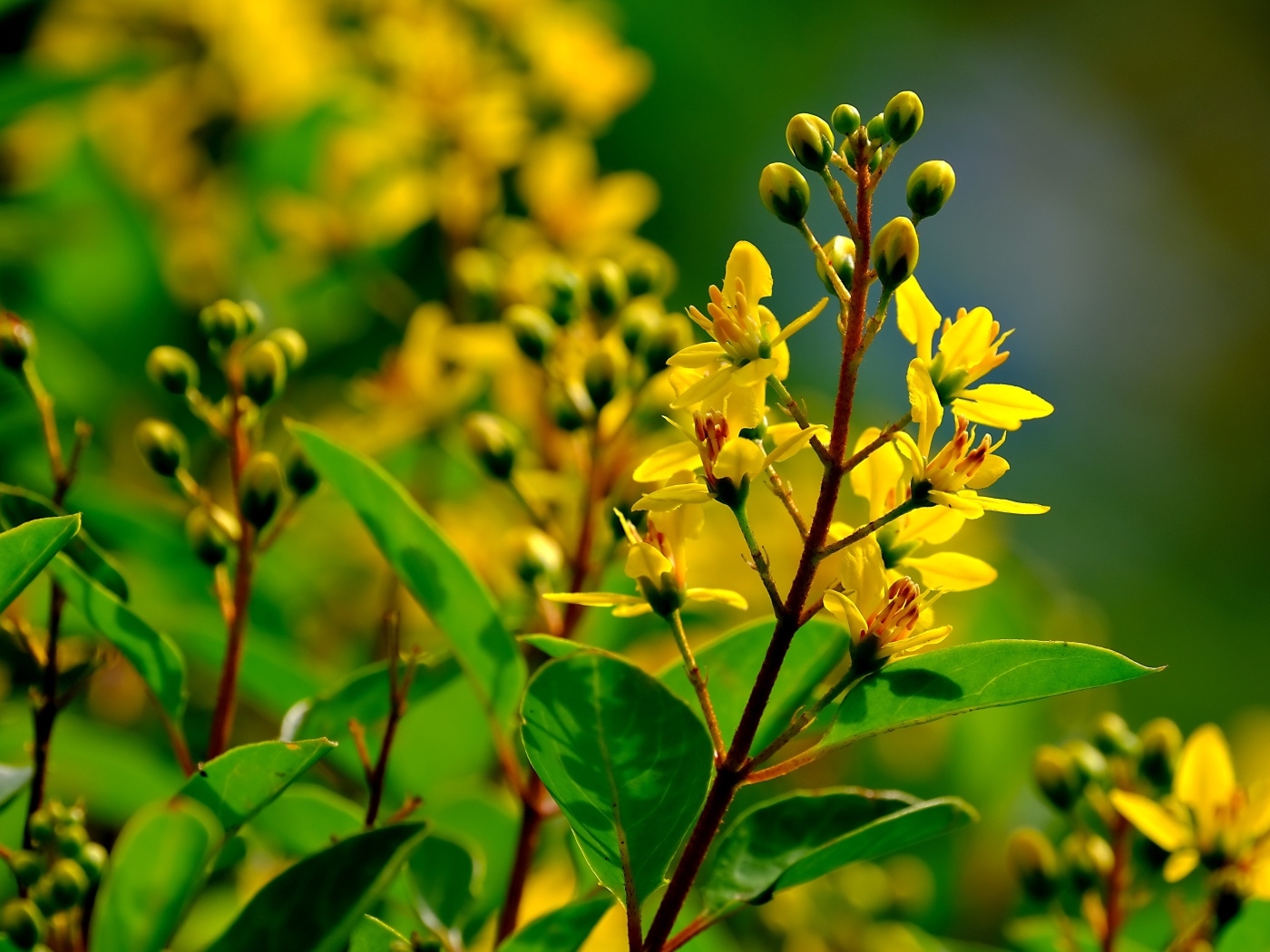 Желтые цветы на ветках