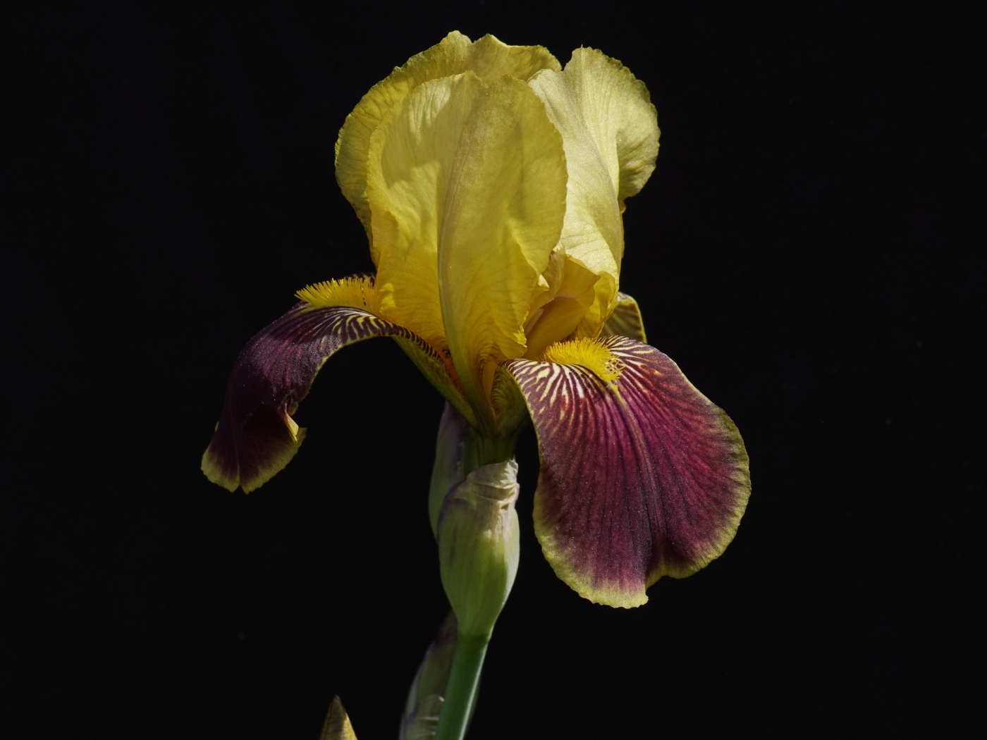 Желтый цветок ириса на черном фоне