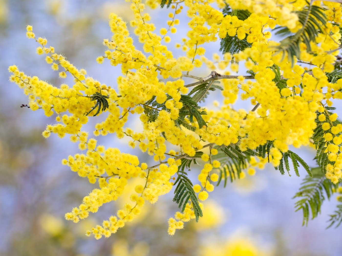 Желтая пышная ветка весенней мимозы