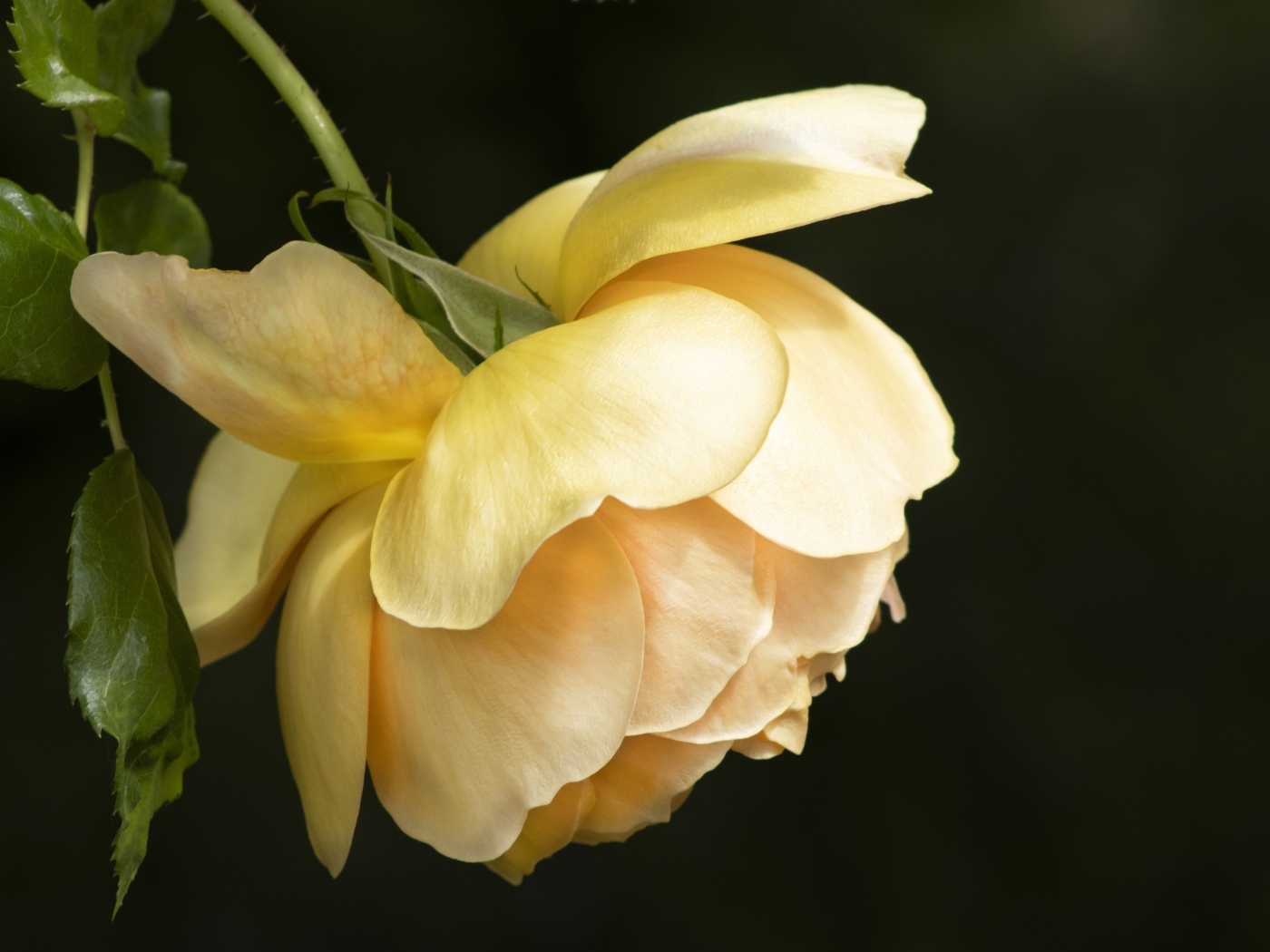 Желтая сорванная роза на черном фоне