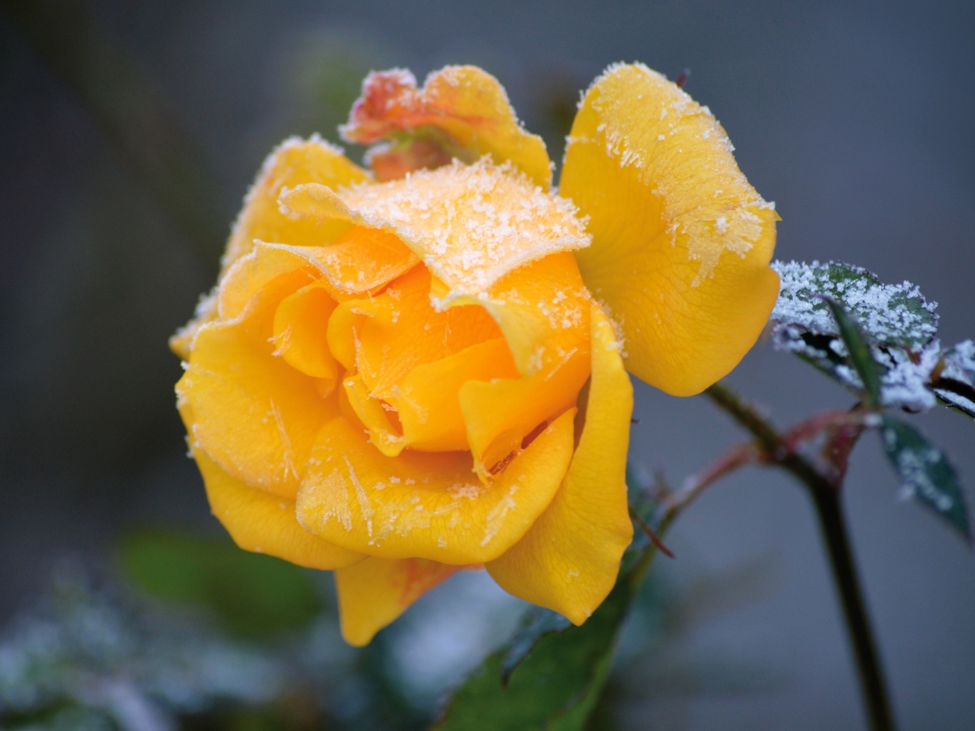 Желтая роза покрыта инеем на клумбе