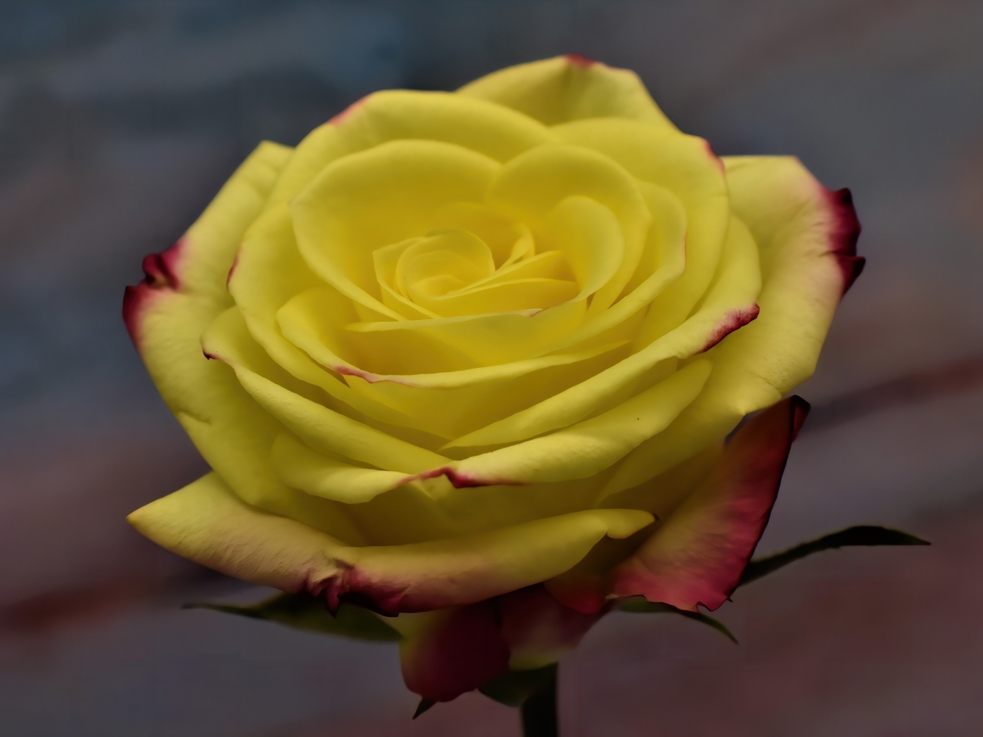 Желтая роза с красными краями на лепестках 