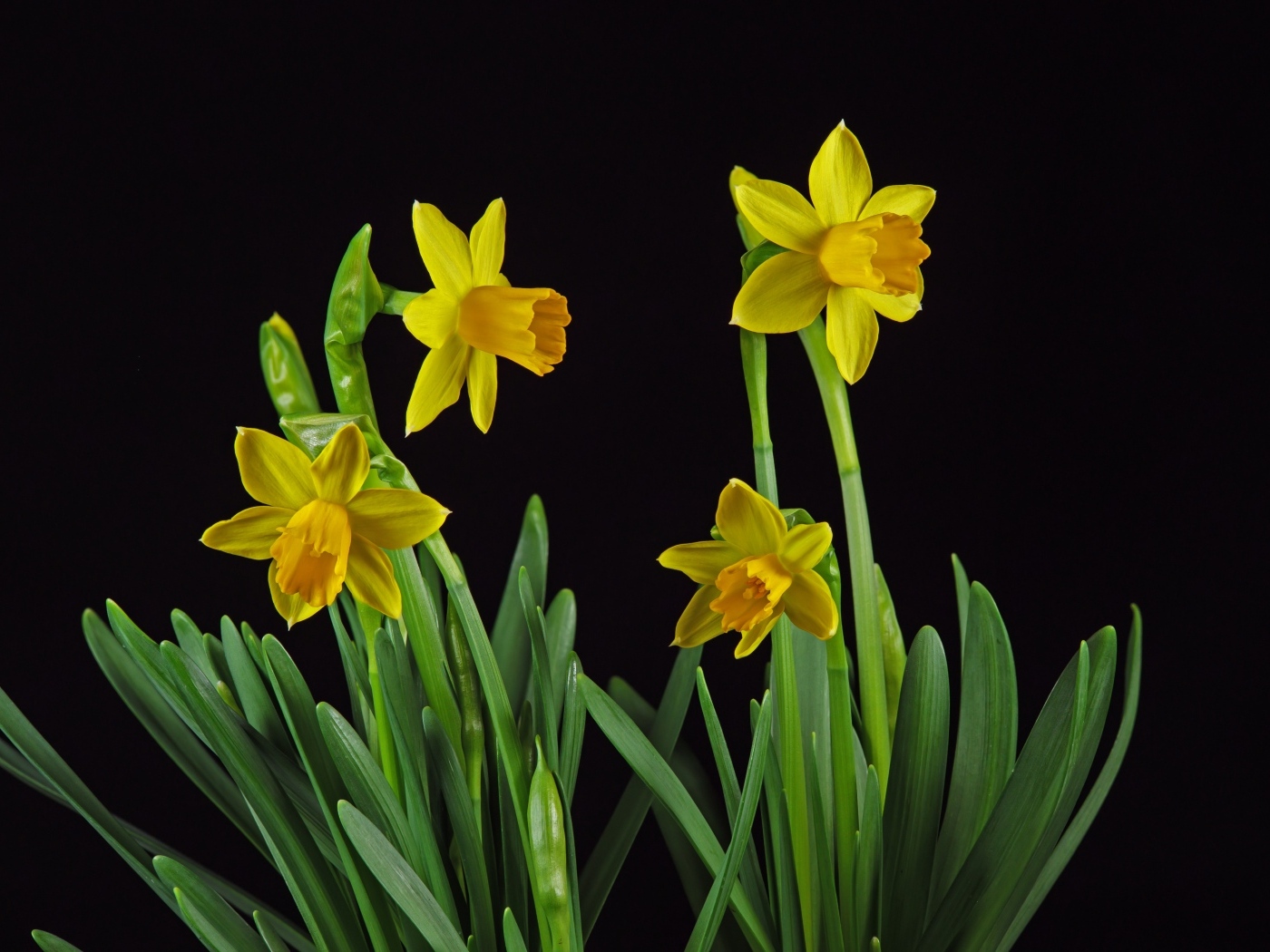 Желтые весенние нарциссы на черном фоне
