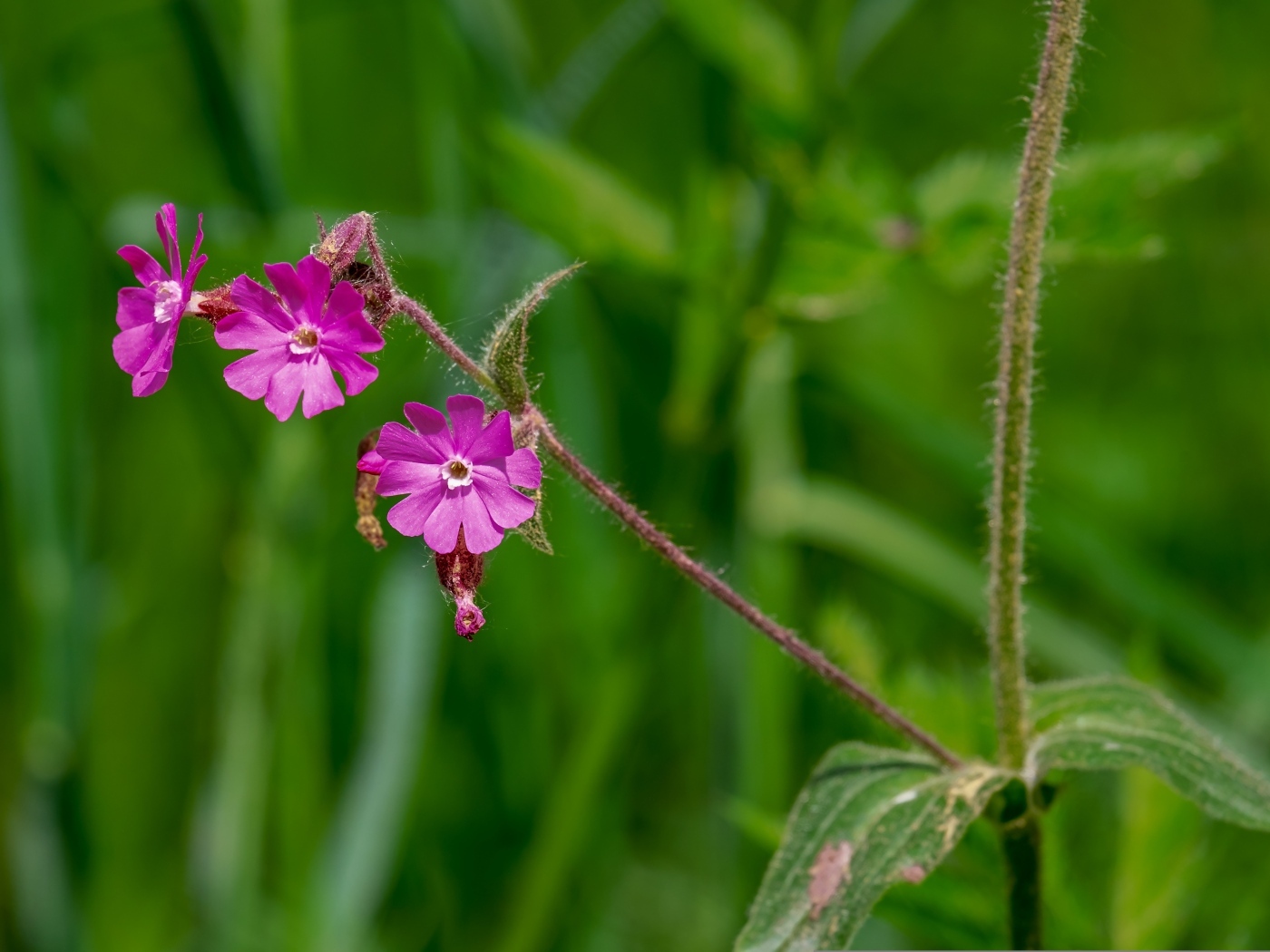 Розовые цветы полевой гвоздики