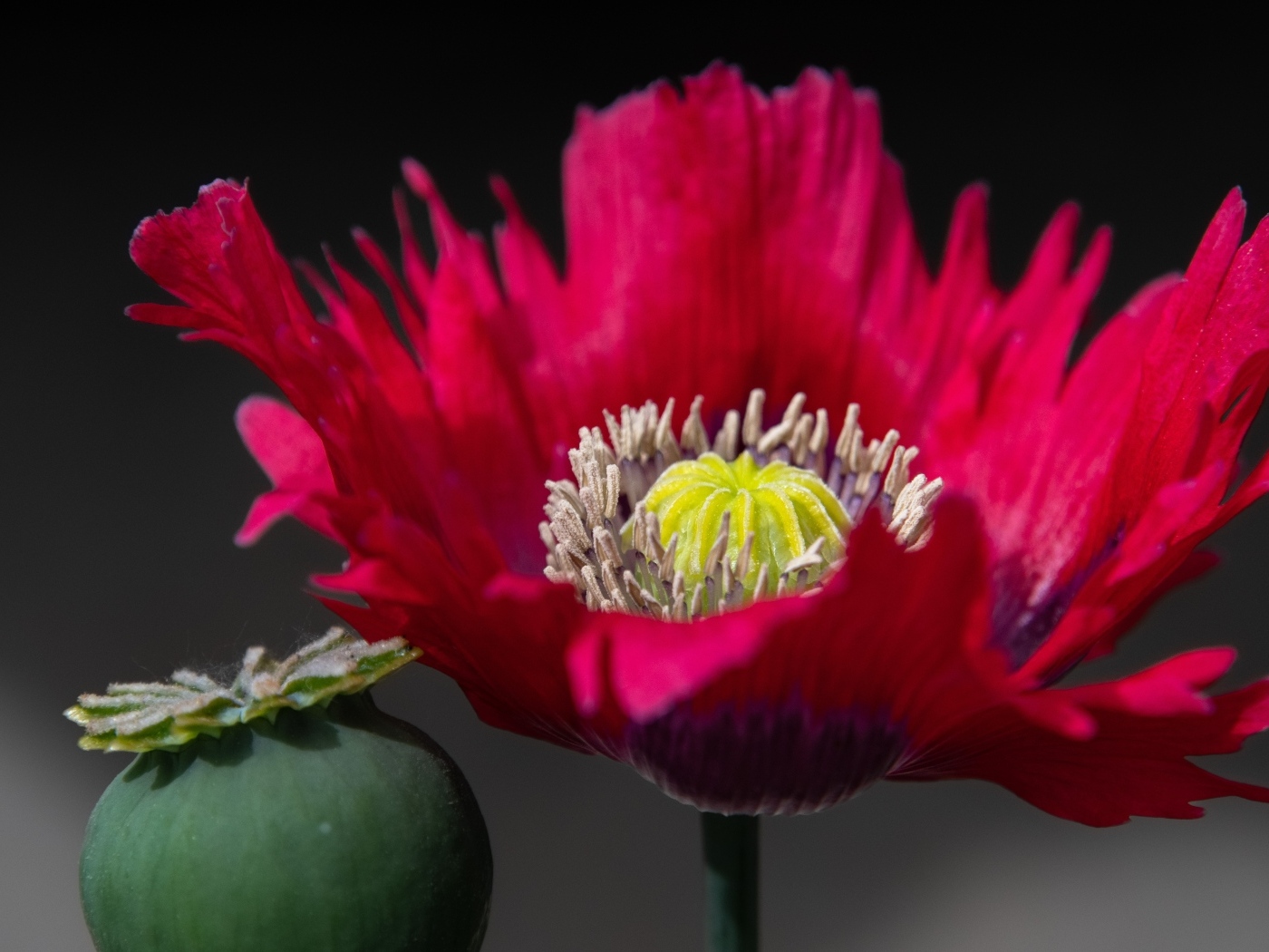 Розовый садовый декоративный мак 