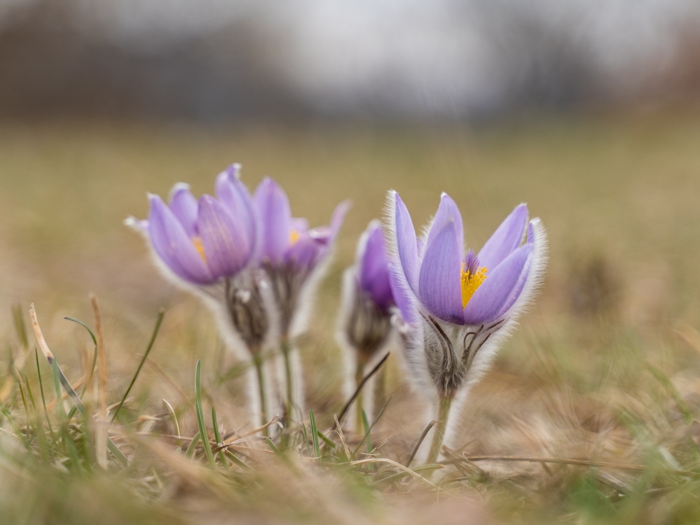 Фиолетовые полевые цветы прострел