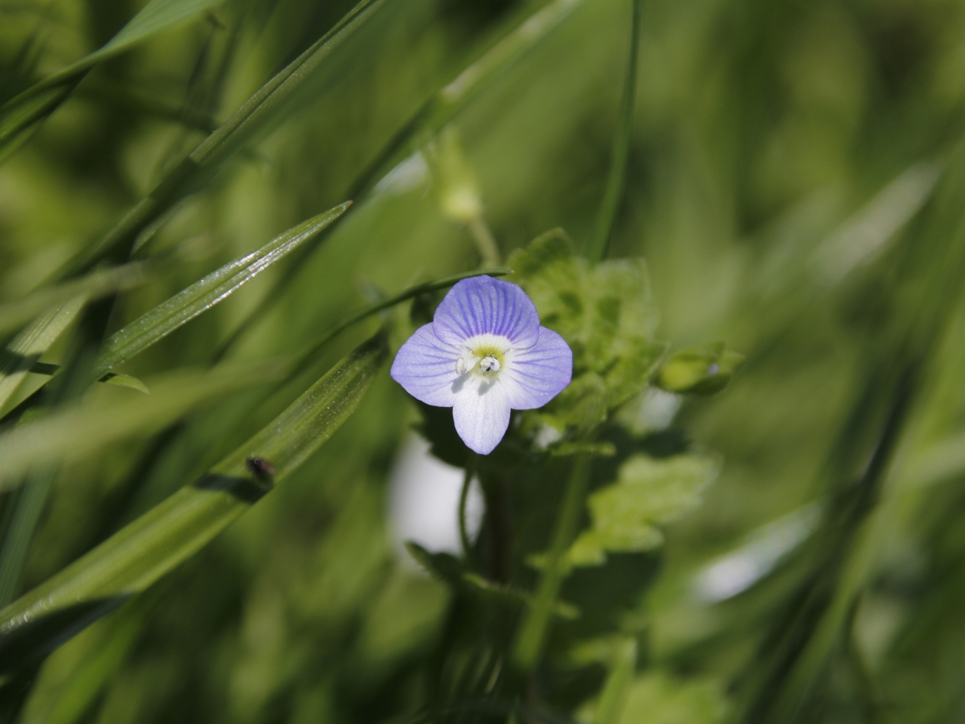 Маленький фиолетовый цветок гипсофилы