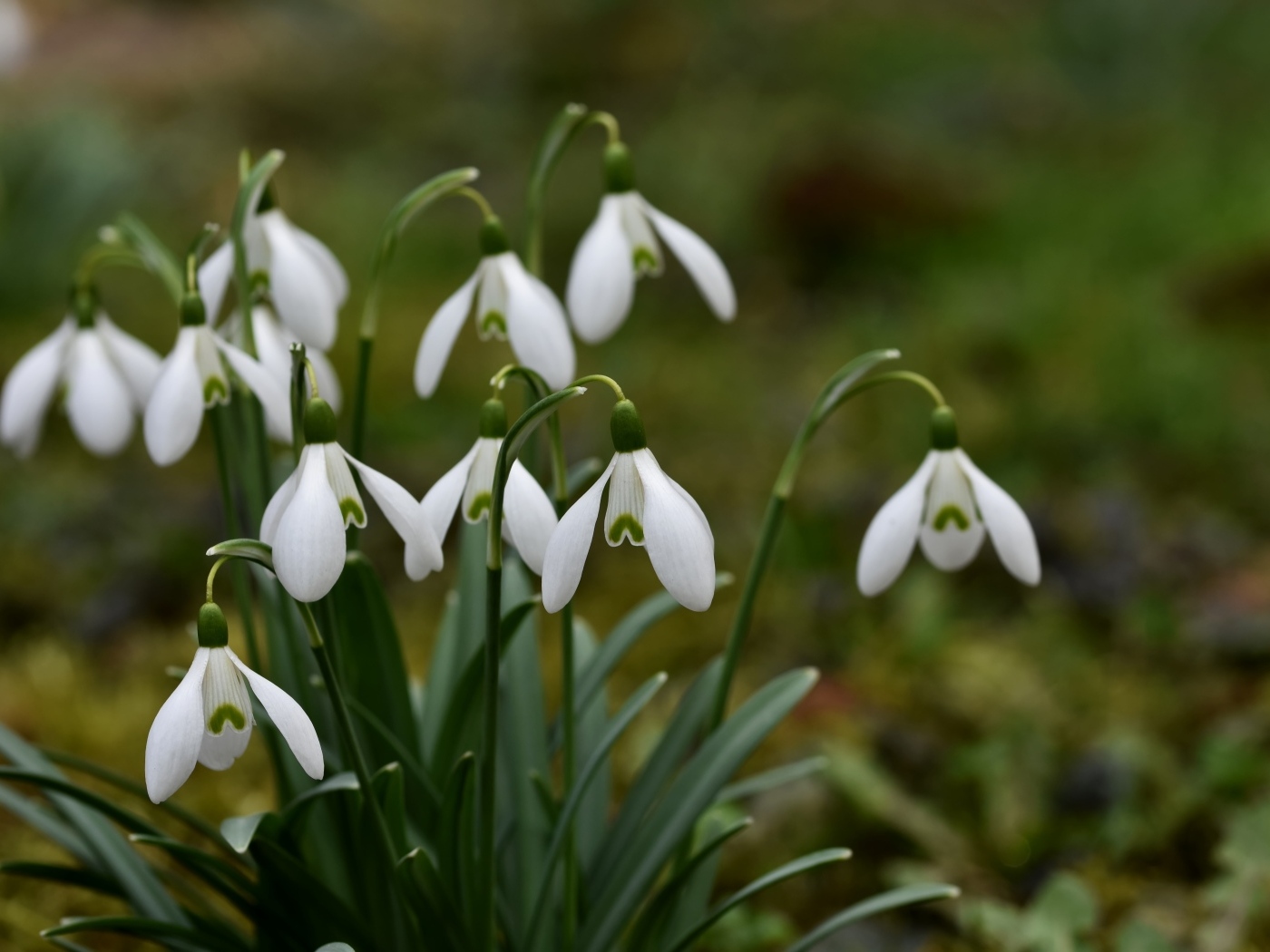 Маленькие цветы подснежника весной
